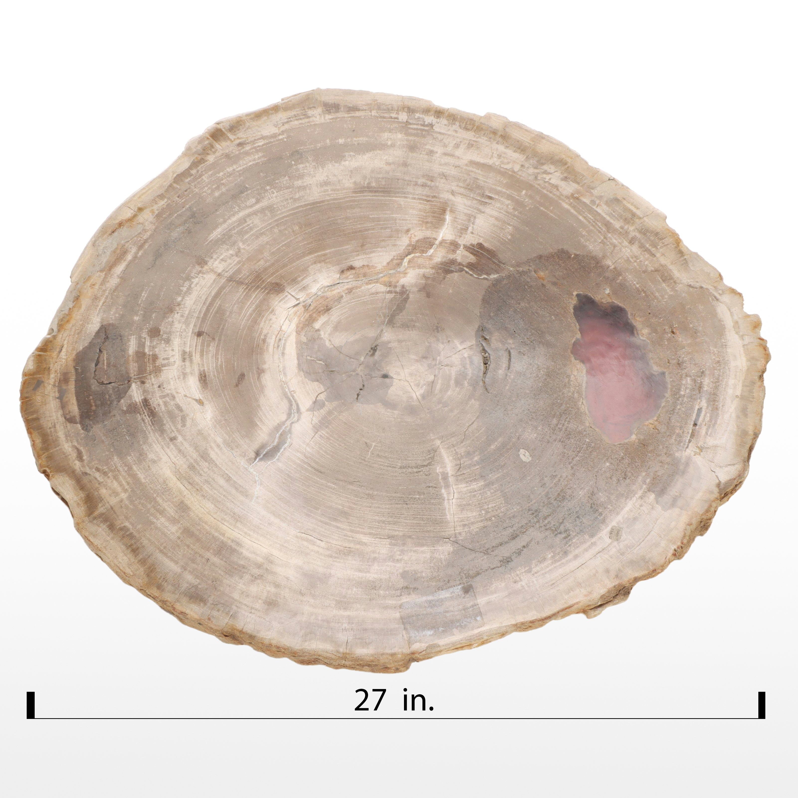 Polished Petrified Wood Slab