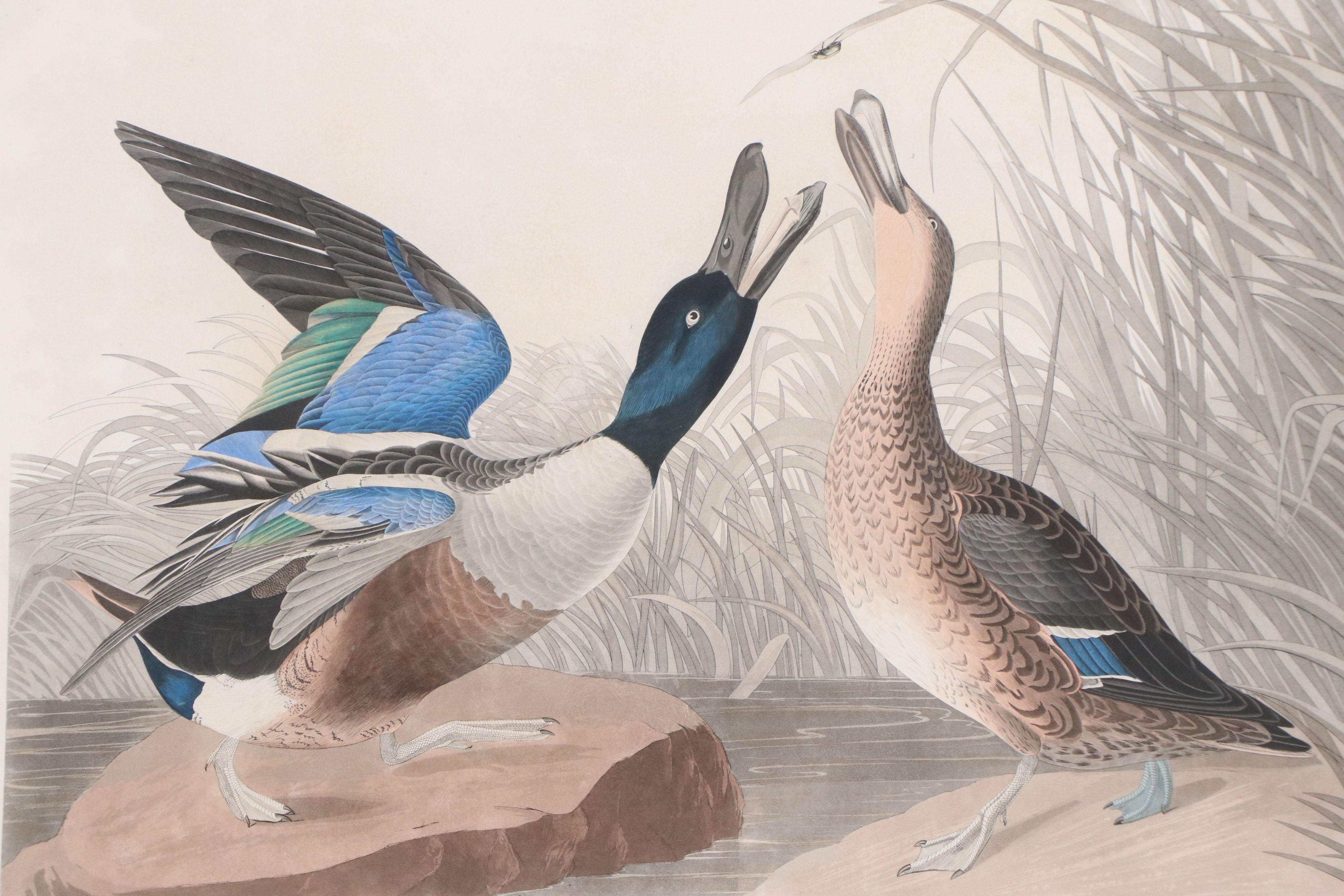 Havell Edition John James Audubon Colored Etching "Shoveller Duck," 1836-7