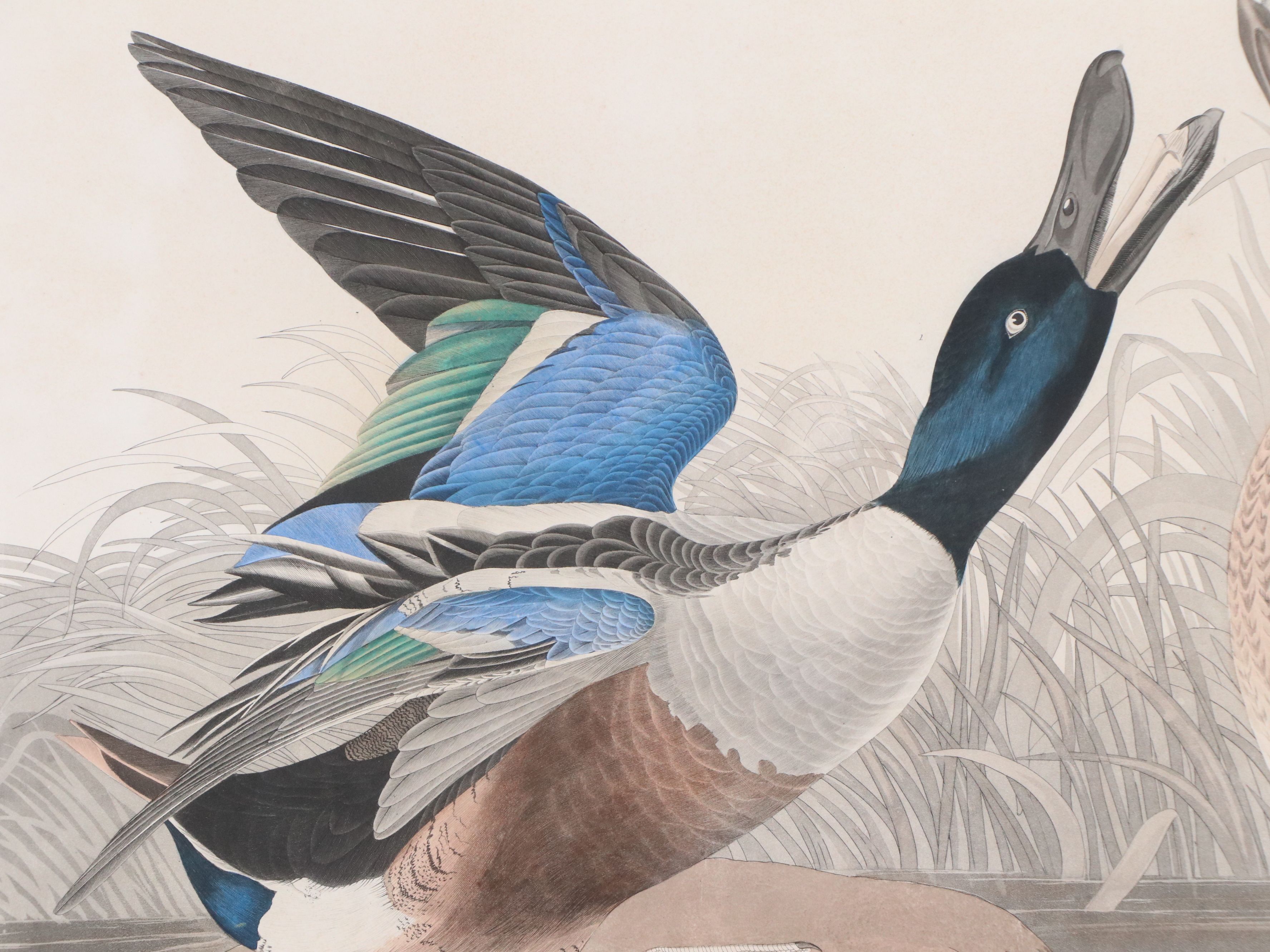 Havell Edition John James Audubon Colored Etching "Shoveller Duck," 1836-7