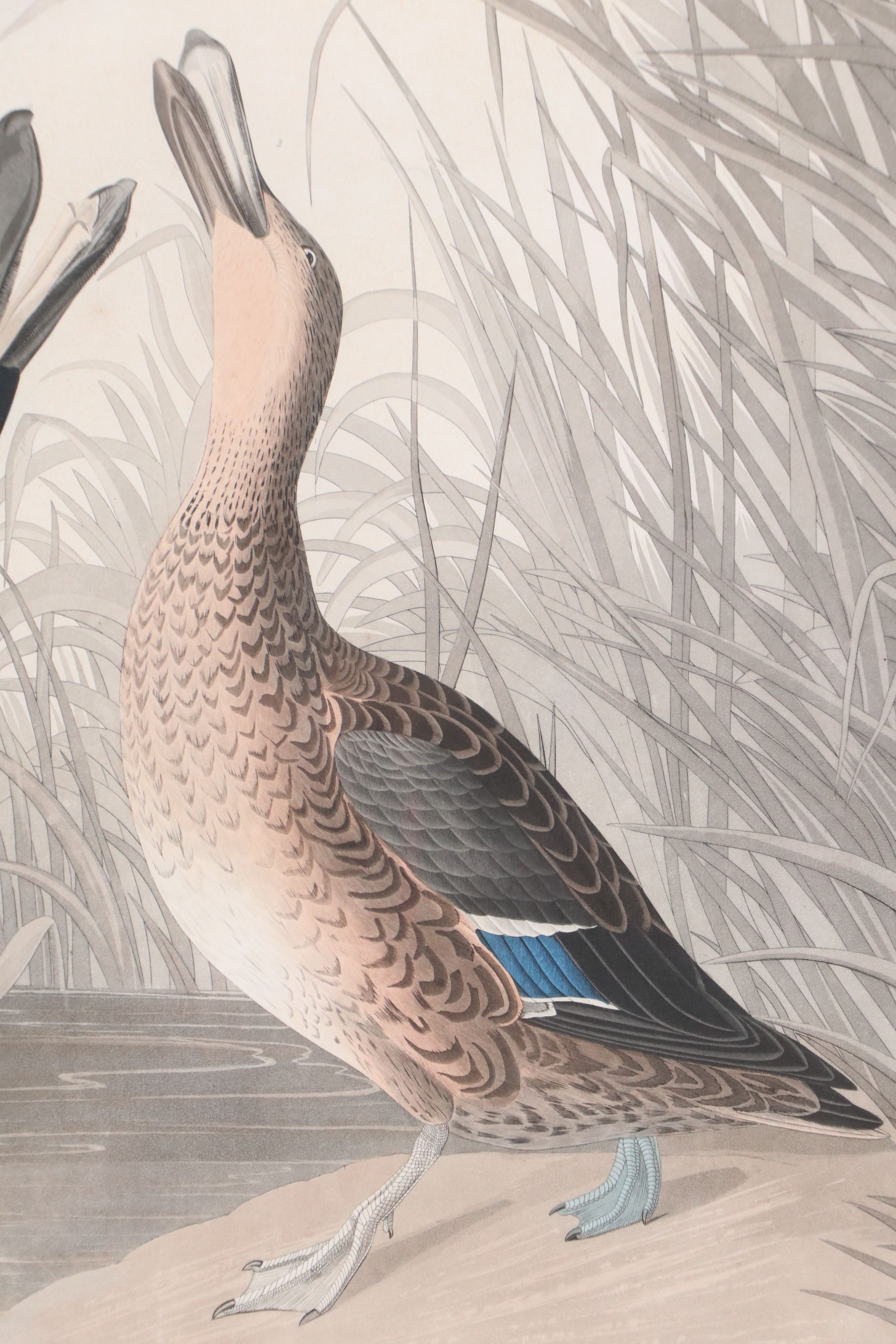 Havell Edition John James Audubon Colored Etching "Shoveller Duck," 1836-7