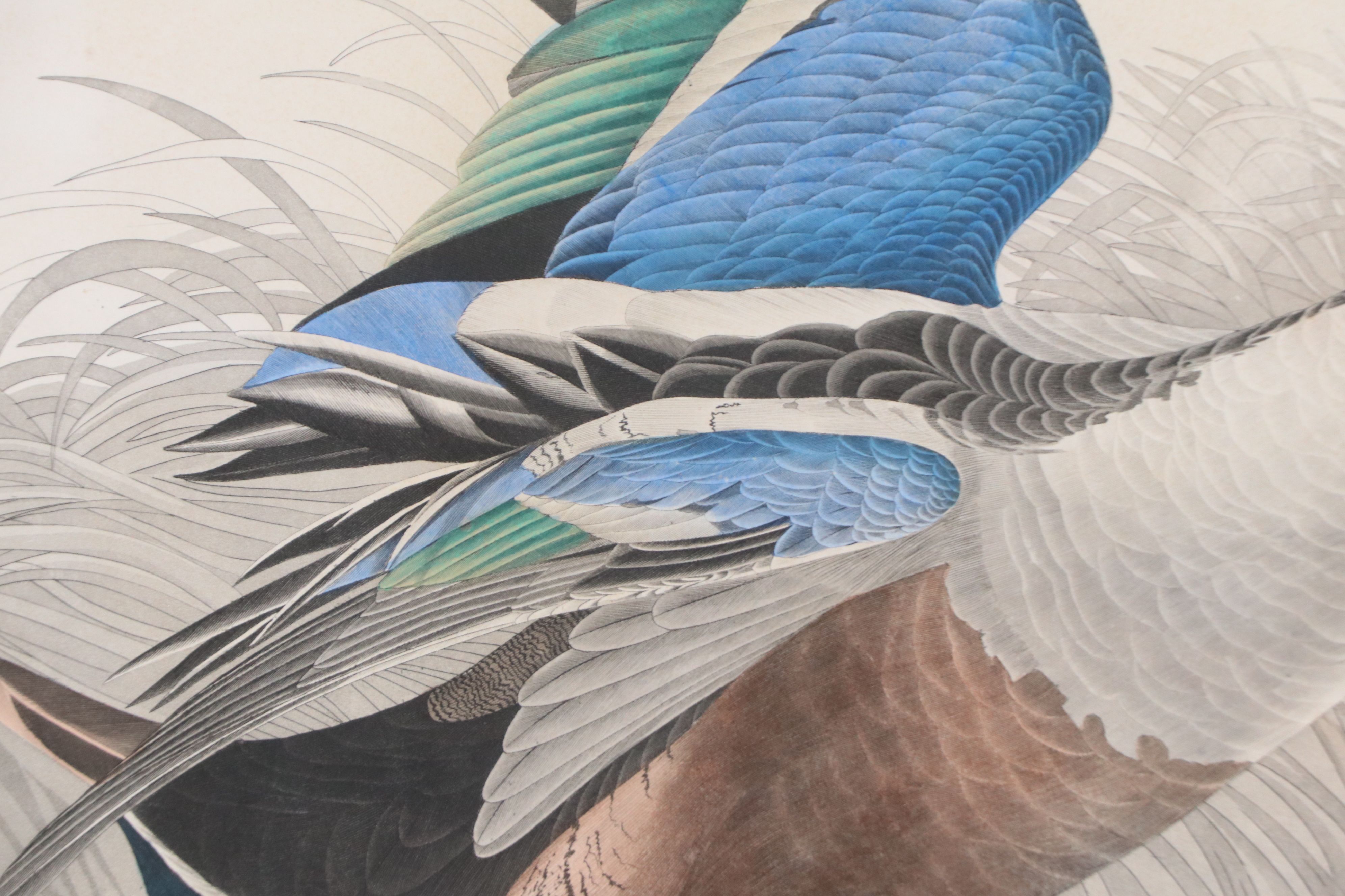 Havell Edition John James Audubon Colored Etching "Shoveller Duck," 1836-7