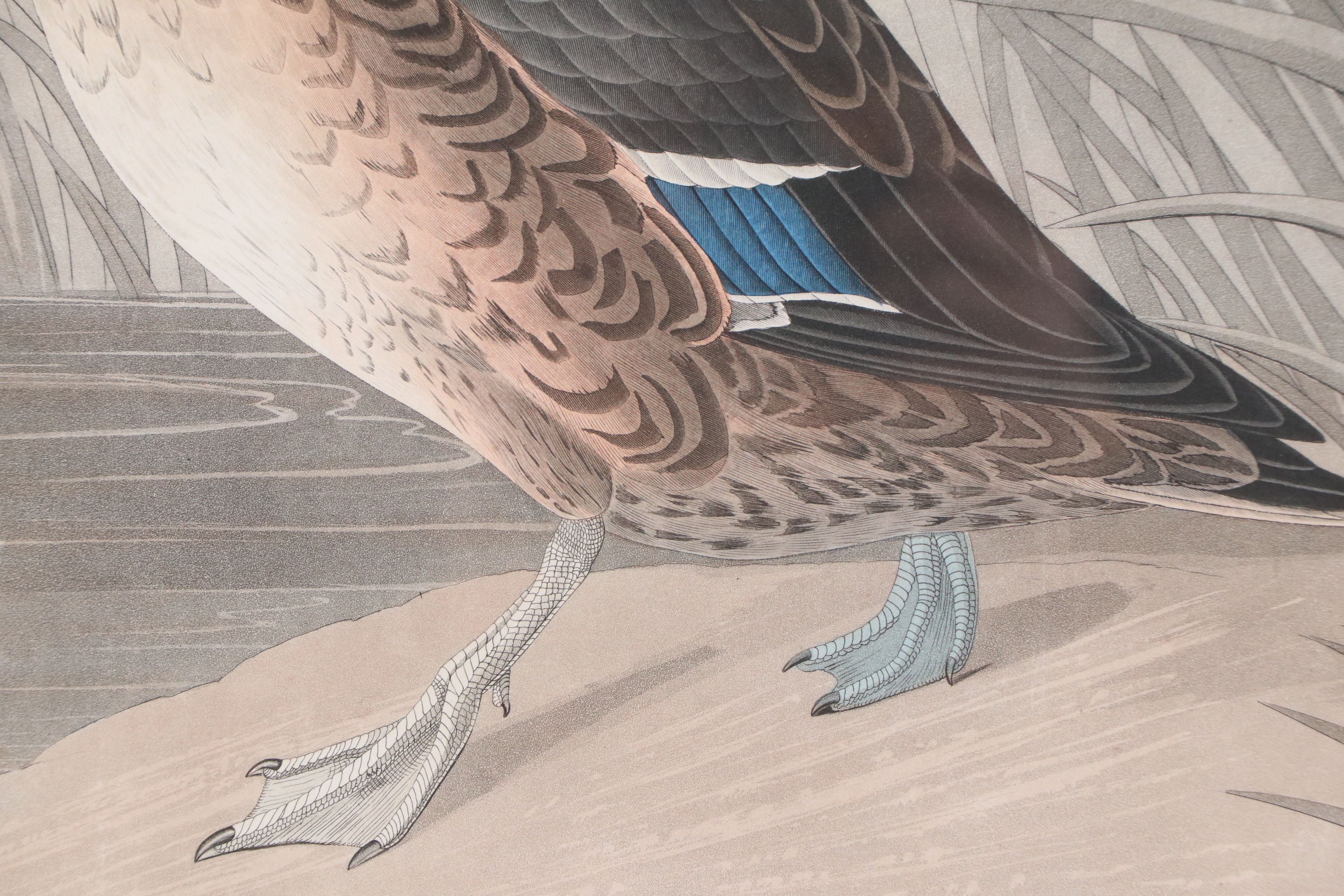 Havell Edition John James Audubon Colored Etching "Shoveller Duck," 1836-7