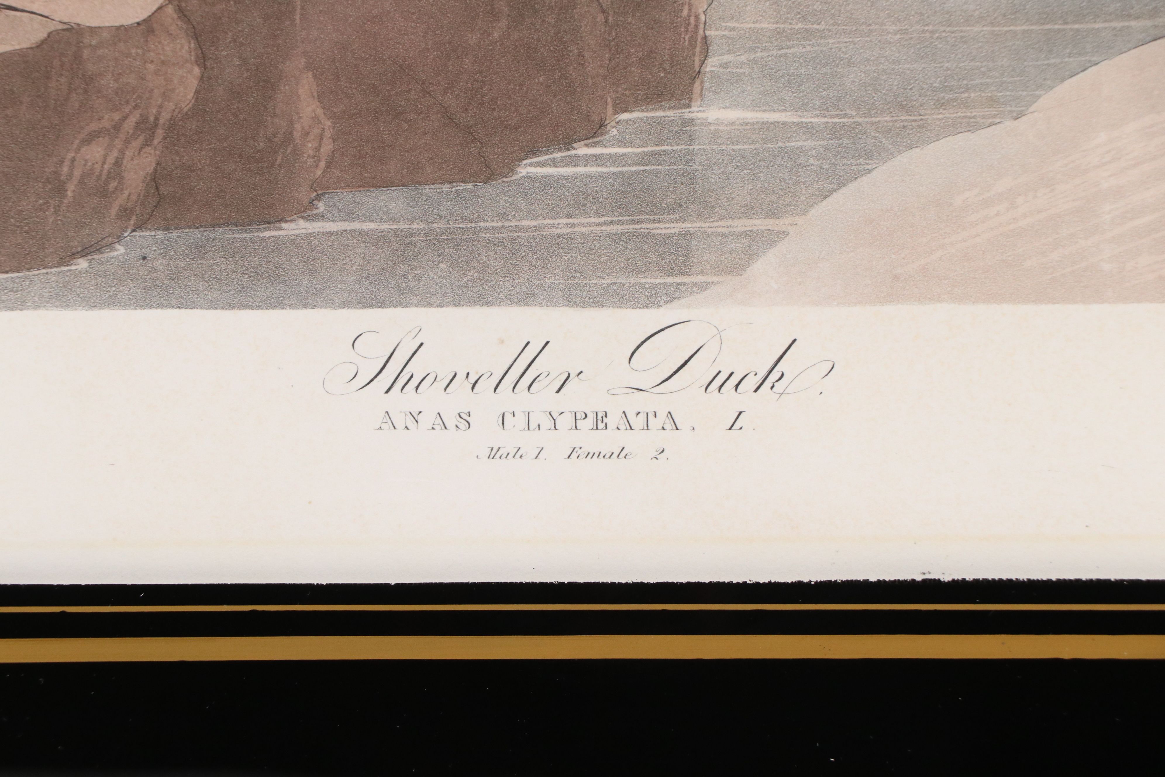 Havell Edition John James Audubon Colored Etching "Shoveller Duck," 1836-7