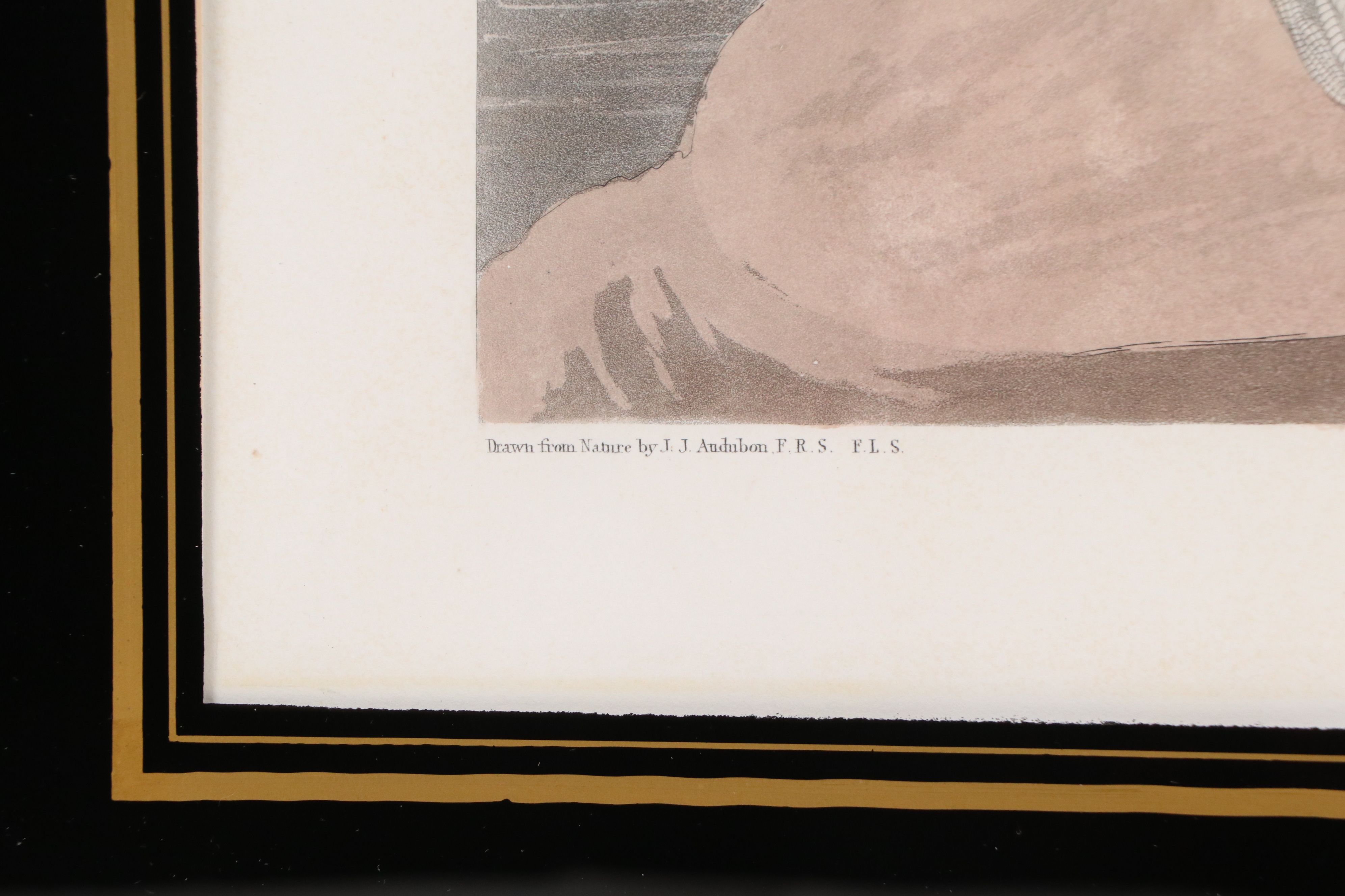 Havell Edition John James Audubon Colored Etching "Shoveller Duck," 1836-7