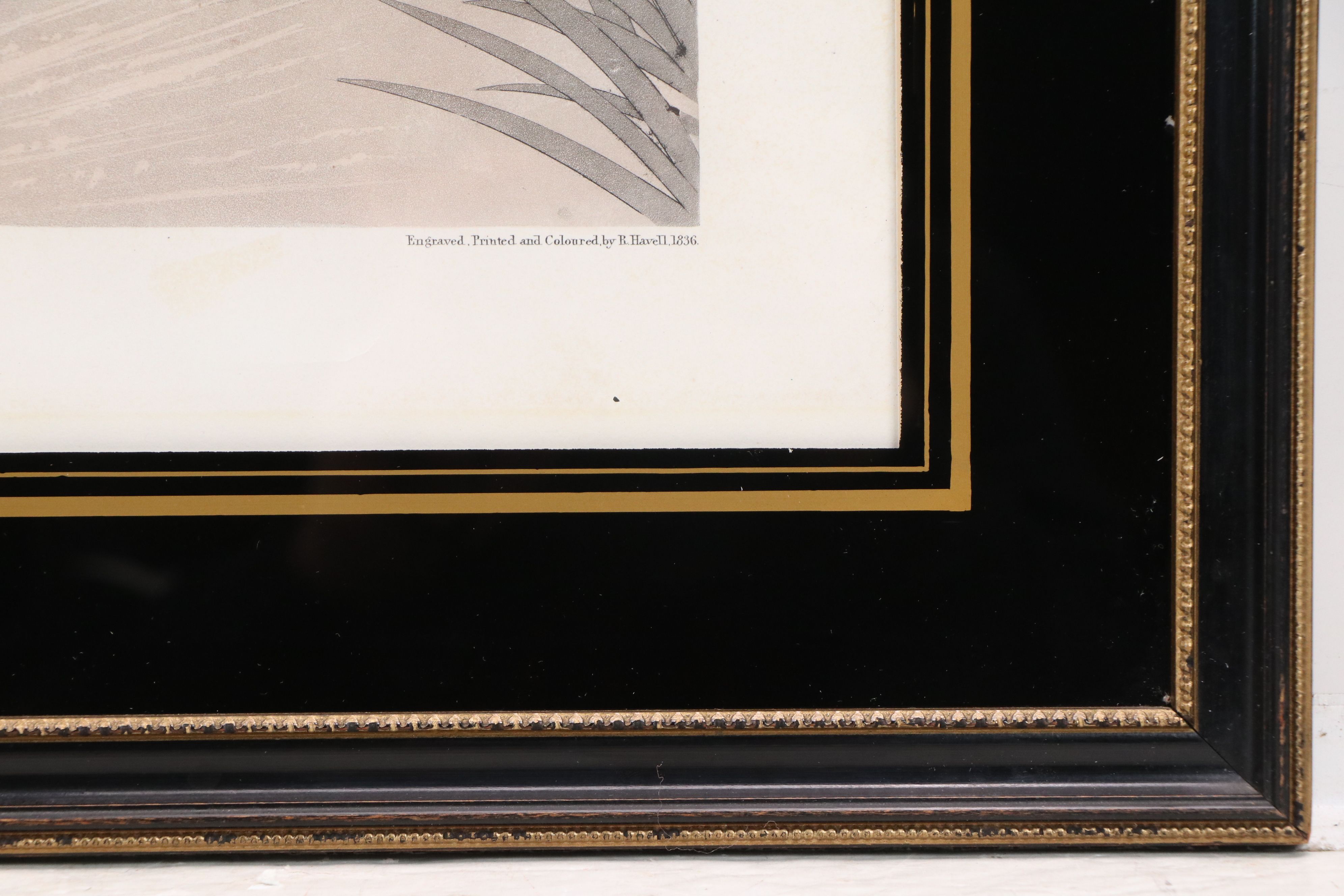 Havell Edition John James Audubon Colored Etching "Shoveller Duck," 1836-7