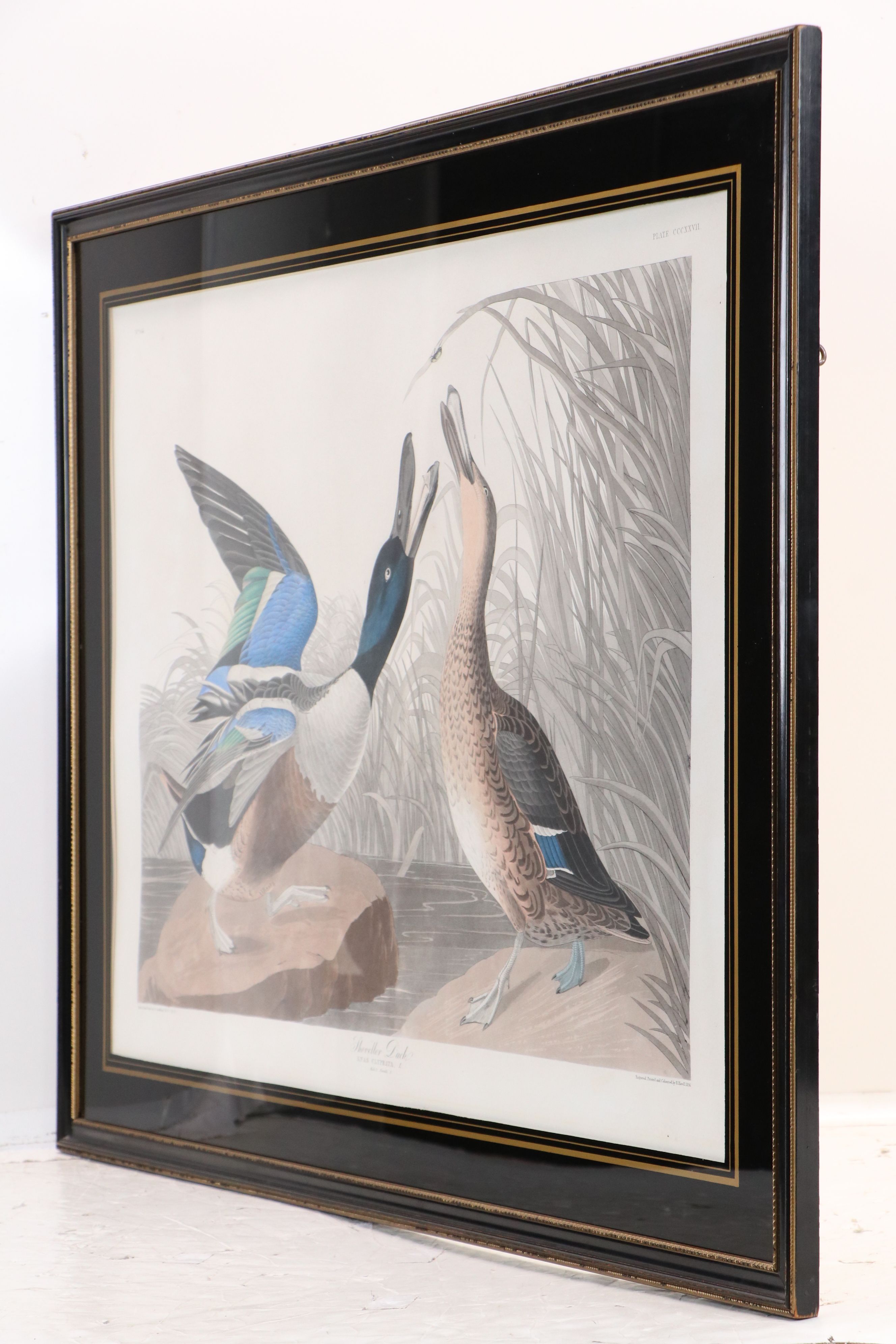 Havell Edition John James Audubon Colored Etching "Shoveller Duck," 1836-7