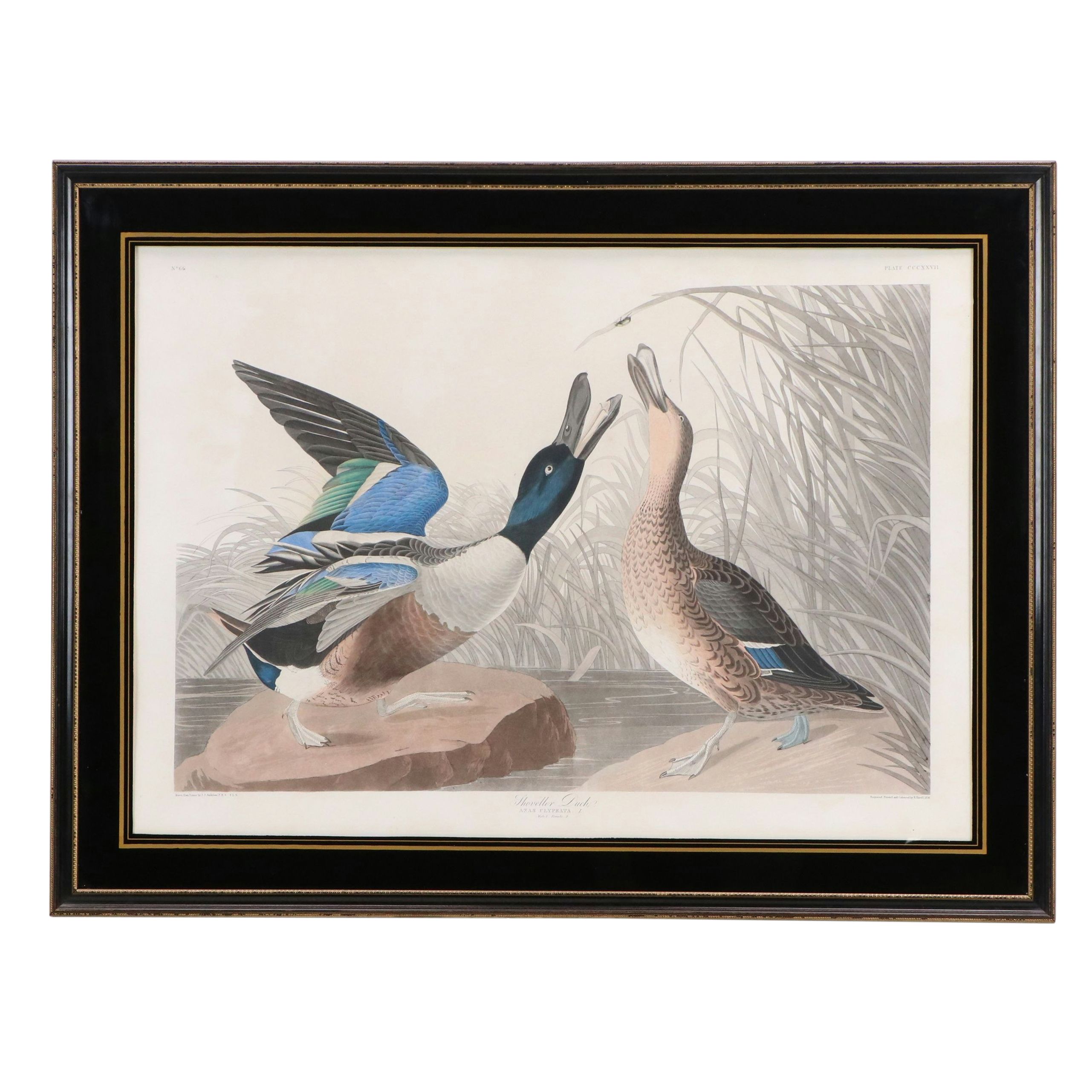 Havell Edition John James Audubon Colored Etching "Shoveller Duck," 1836-7