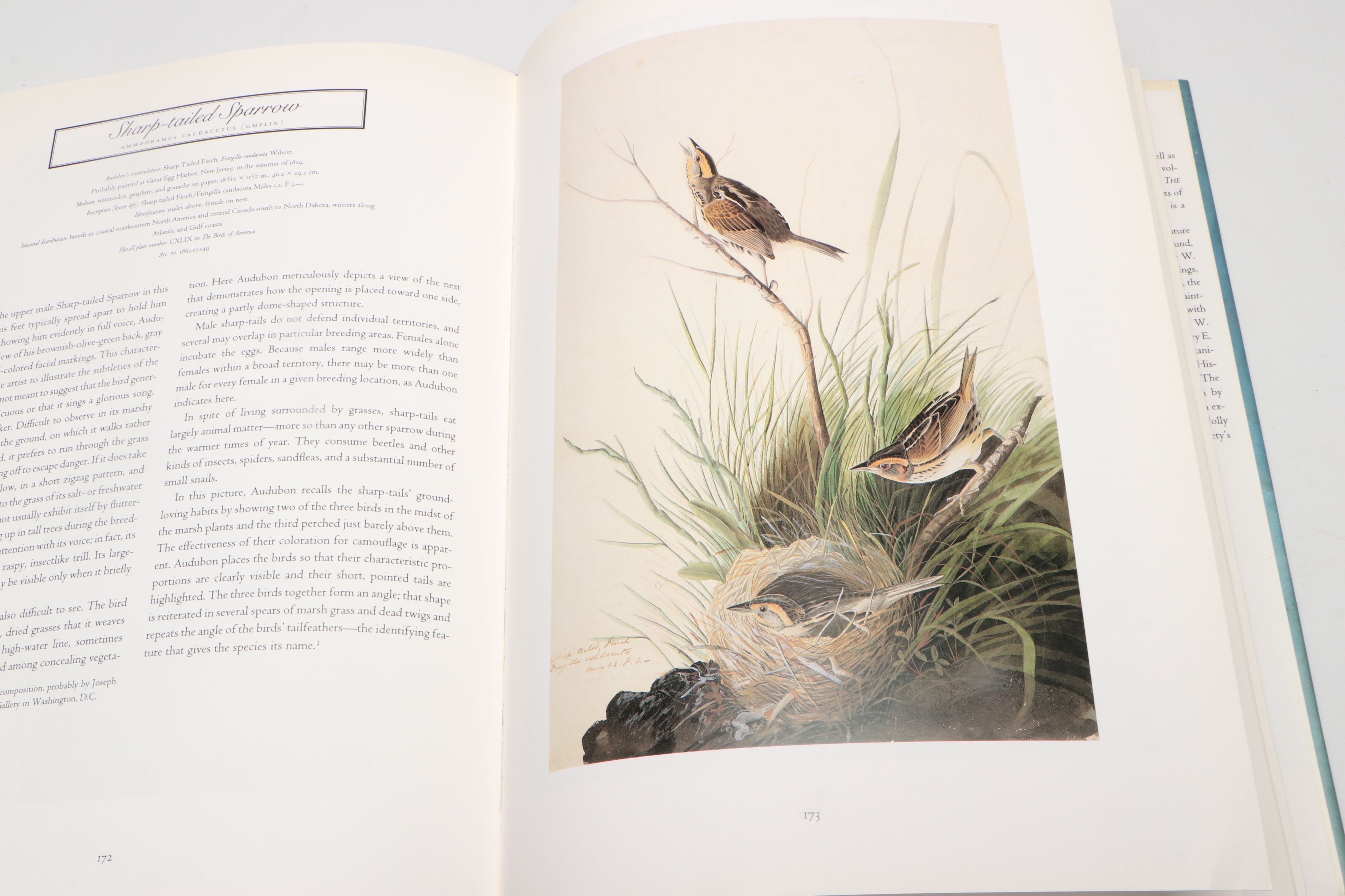 First Printing "John James Audubon: Watercolors for The Birds of America," 1993