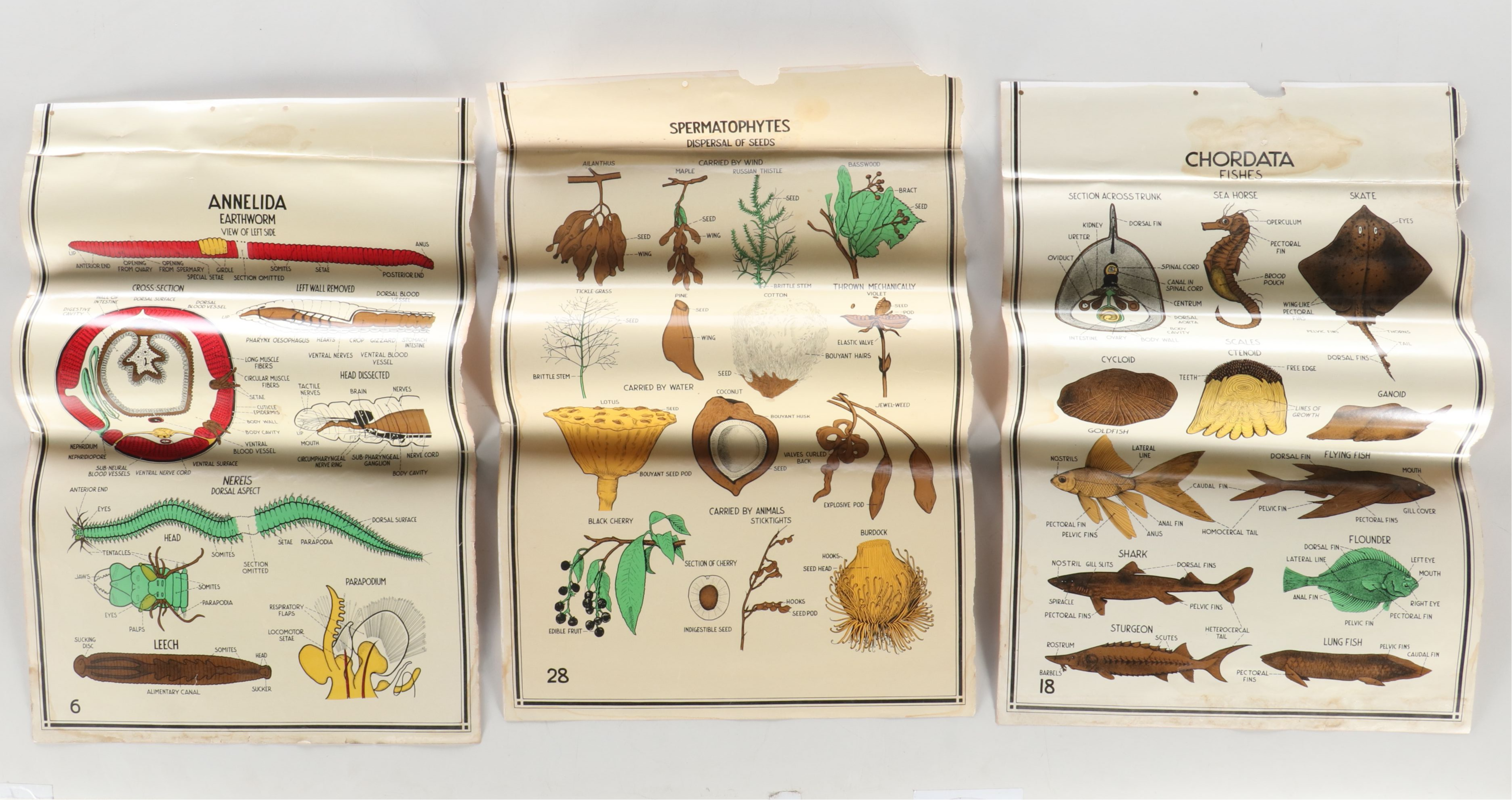 Educational Biology and Anatomy Charts