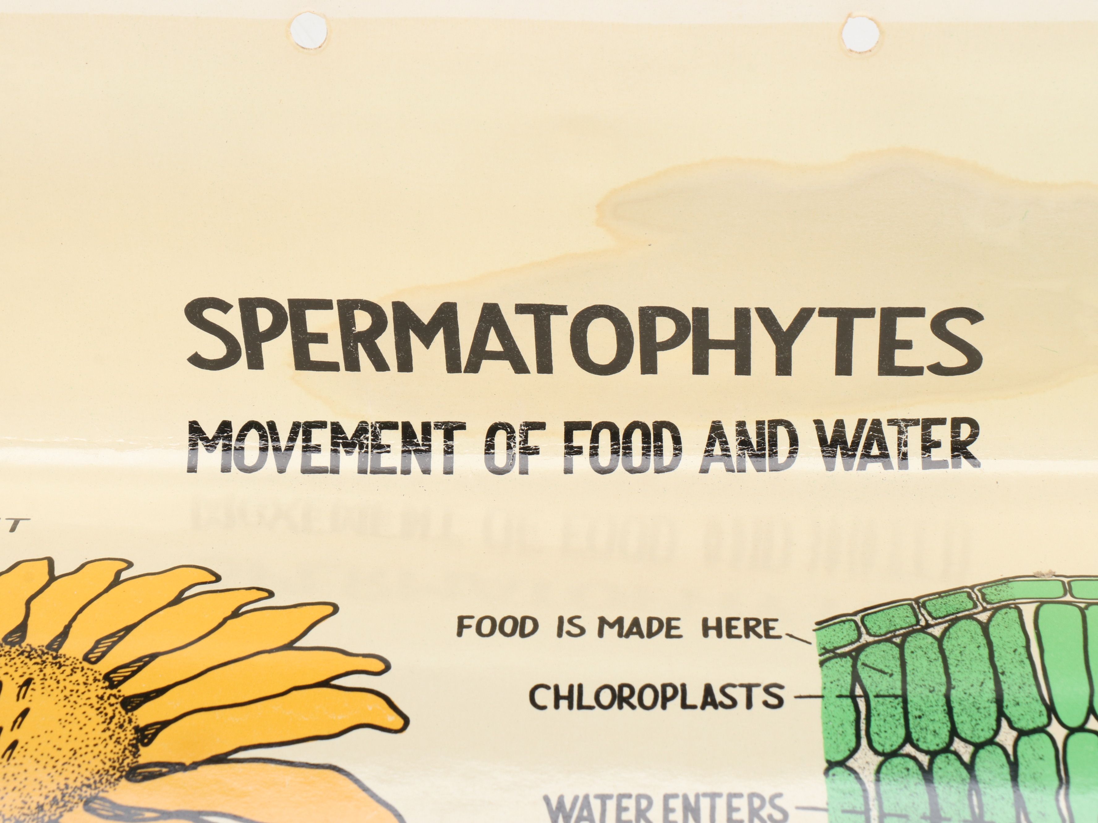 Educational Biology and Anatomy Charts