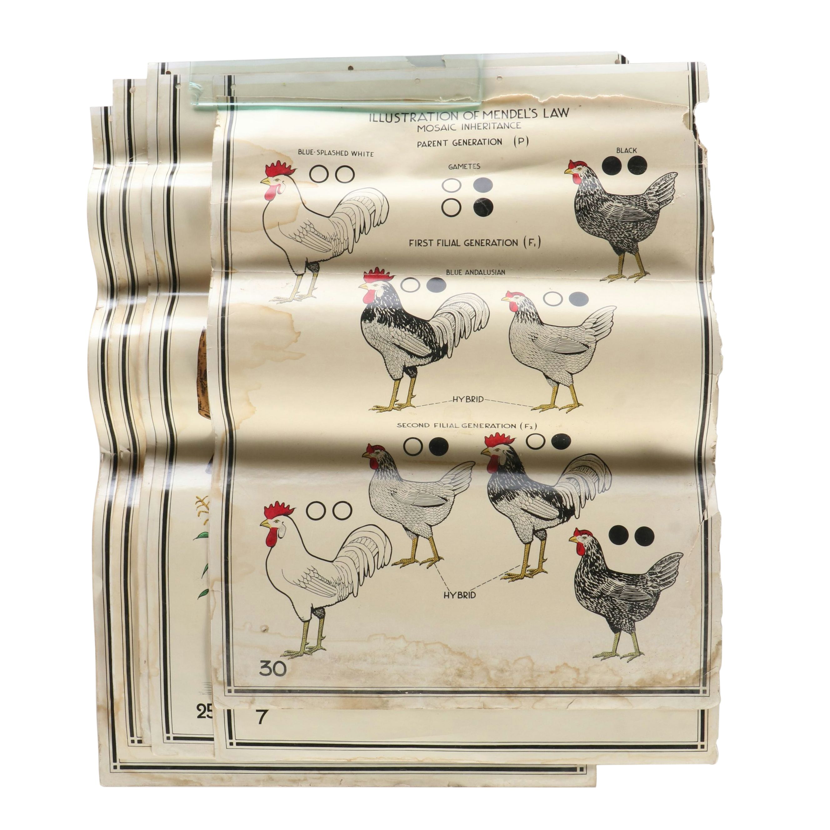 Educational Biology and Anatomy Charts