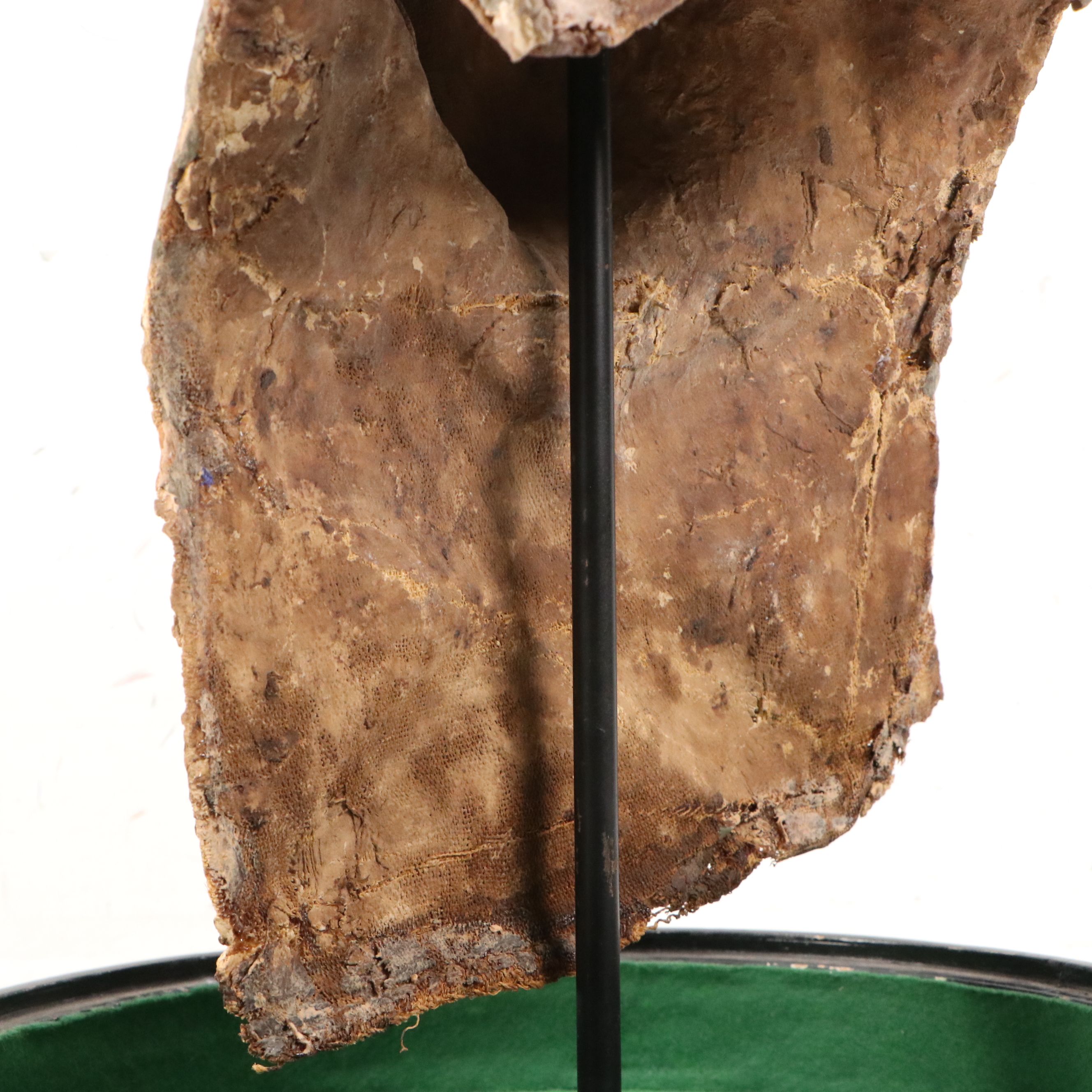 Egyptian Sarcophagus Helmet Mask in Glass Case, 1st to 2nd Century CE