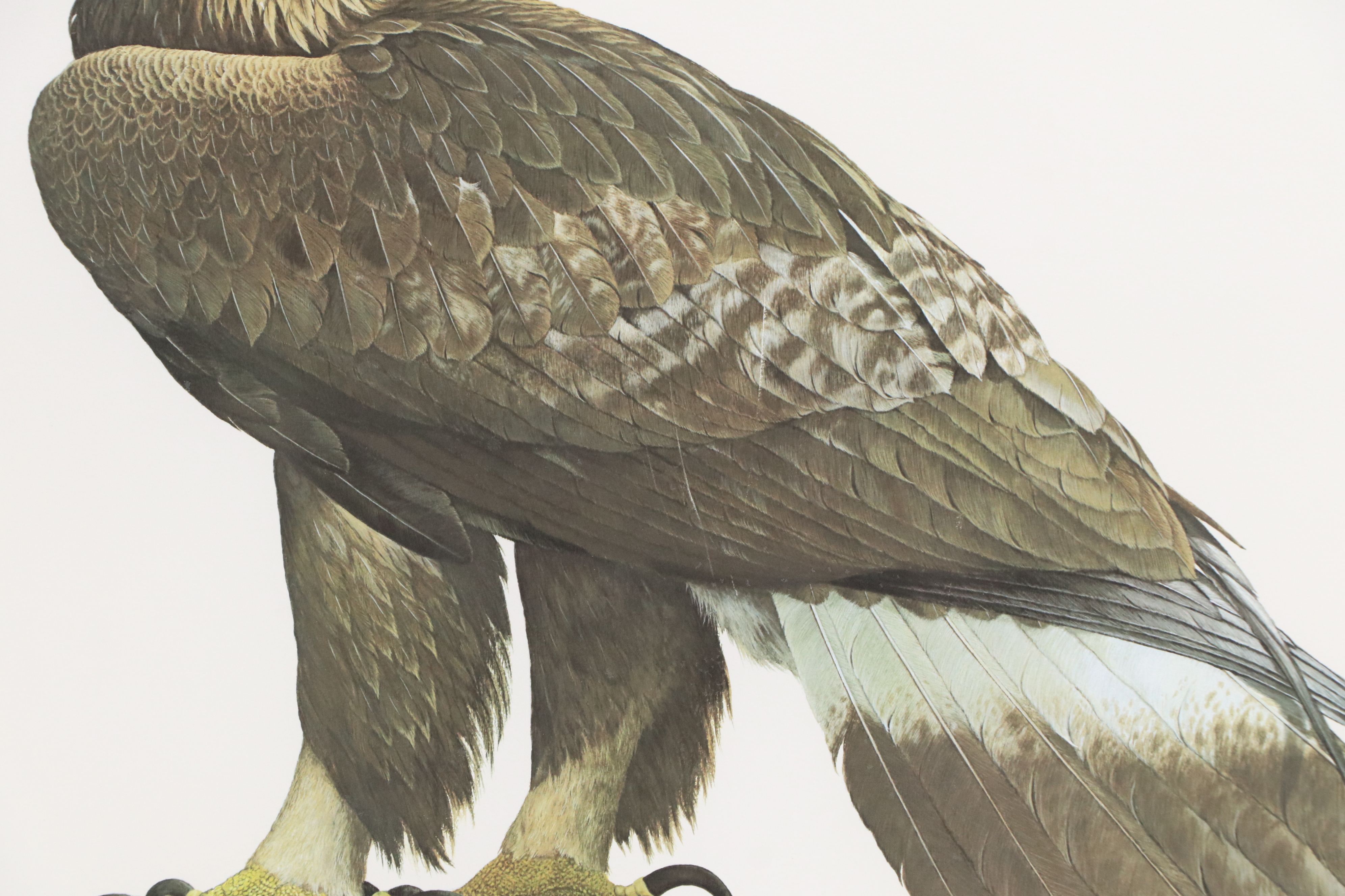 Ray Harm Offset Lithograph of Golden Eagle, 1977