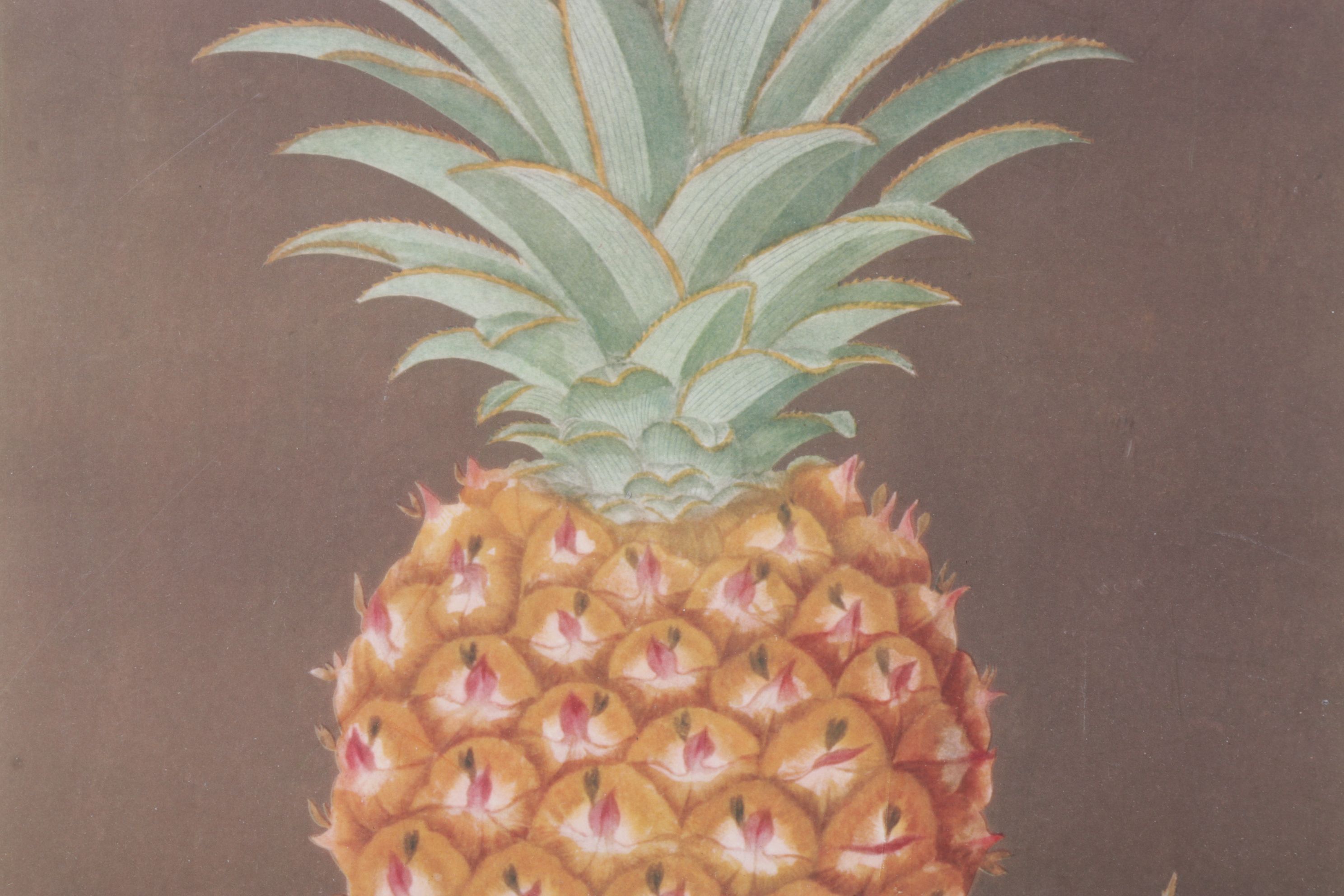 Etching with Aquatint After George Brookshaw "Riply Pine", 1804