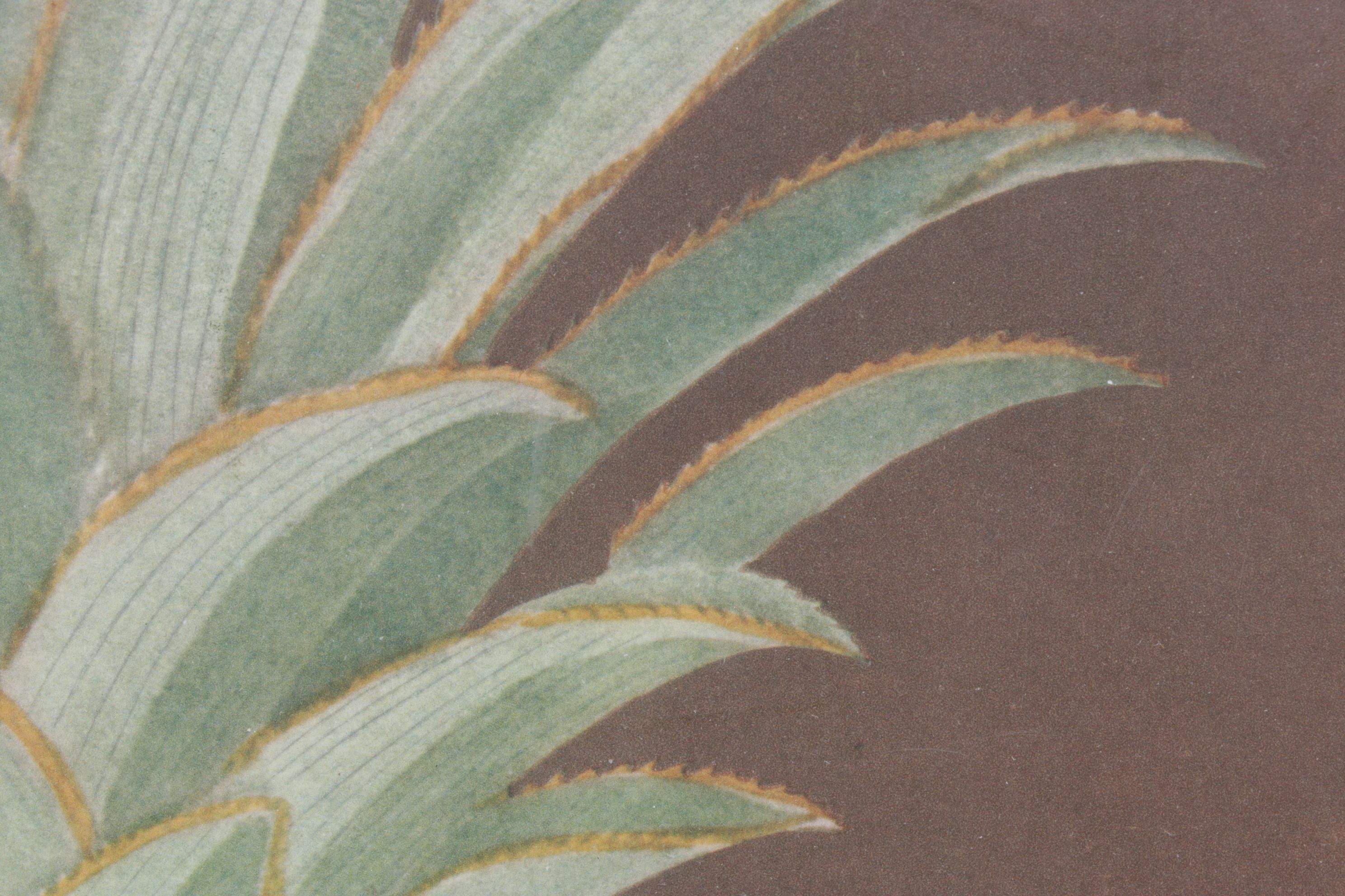 Etching with Aquatint After George Brookshaw "Riply Pine", 1804