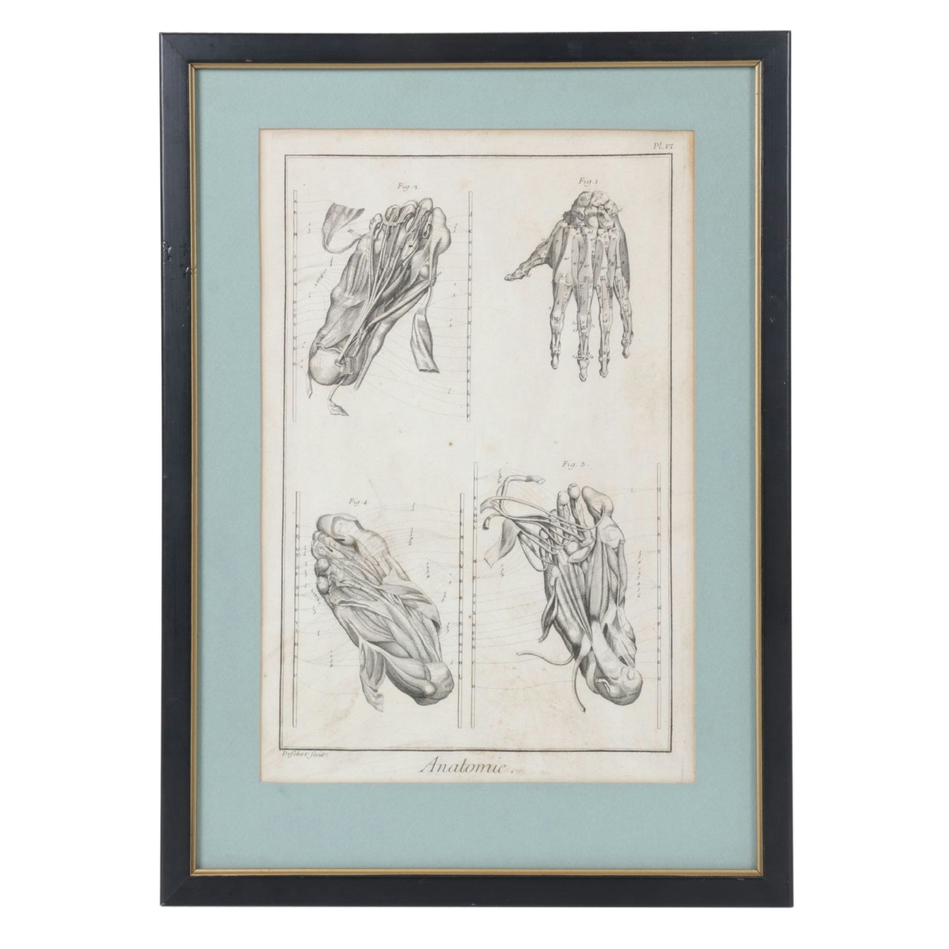 Robert Bénard Anatomical Copperplate Engraving of Foot & Hand Dissections