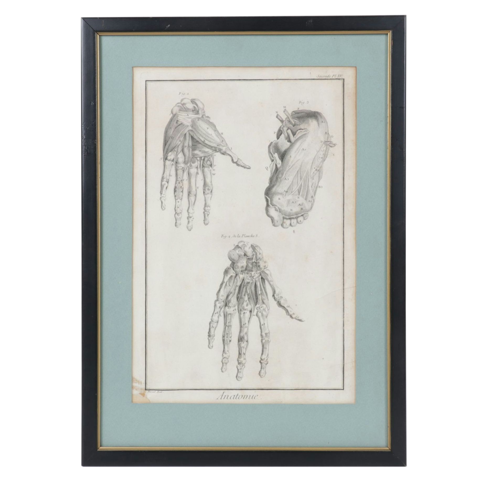 Robert Bénard Anatomical Copperplate Engraving of Hand & Foot Dissections