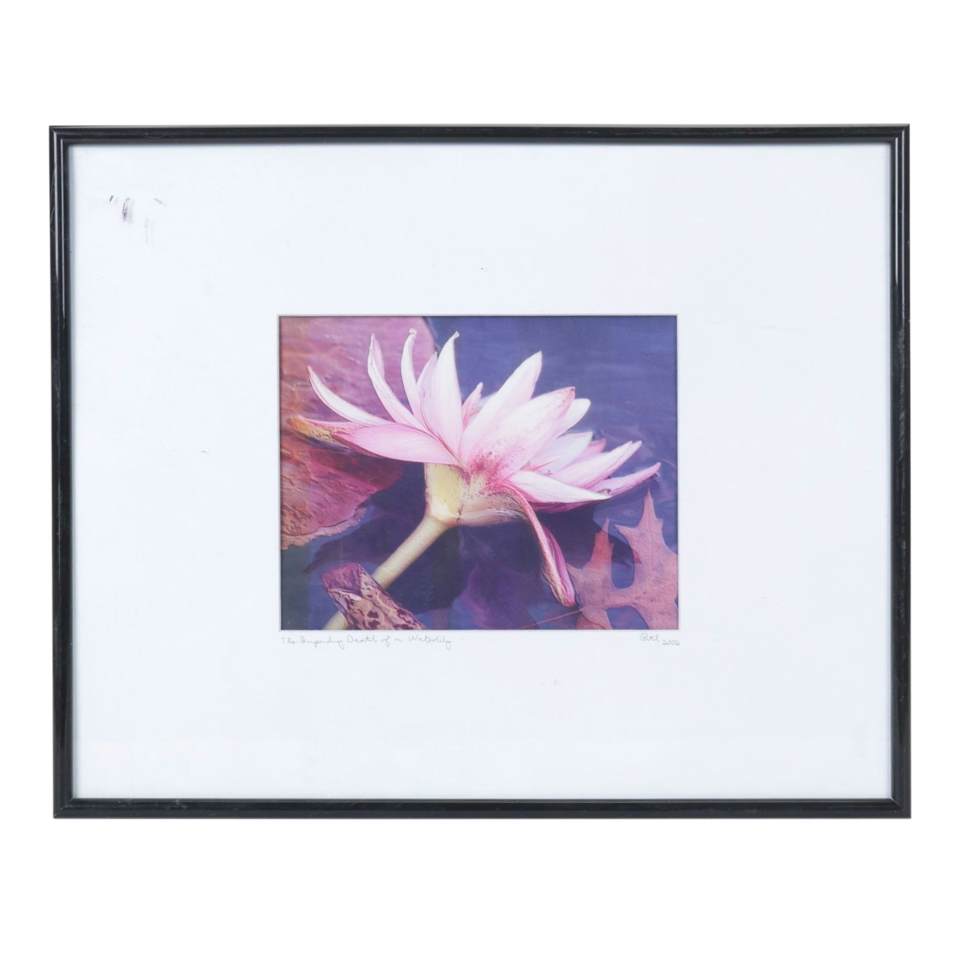 Patil Giclée "The Impending Death of a Water Lily", 2006