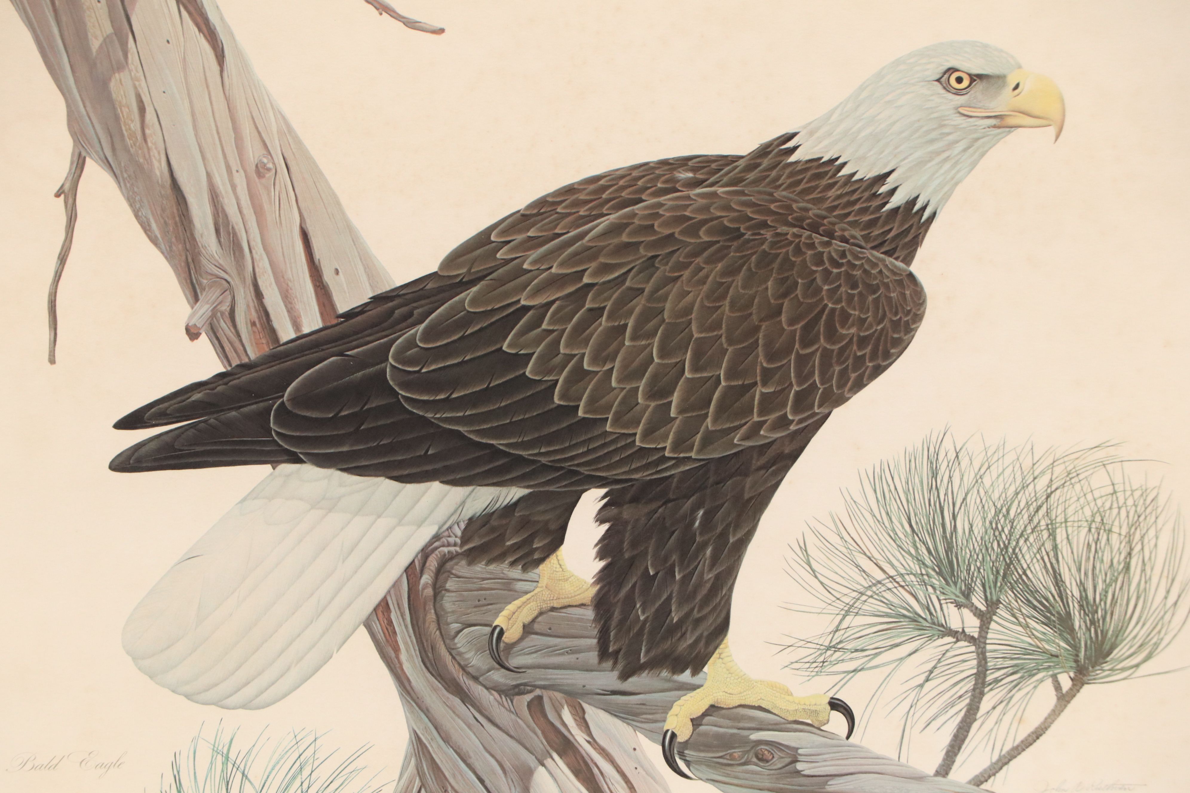 John A. Ruthven Offset Lithograph "Bald Eagle," Late 20th Century