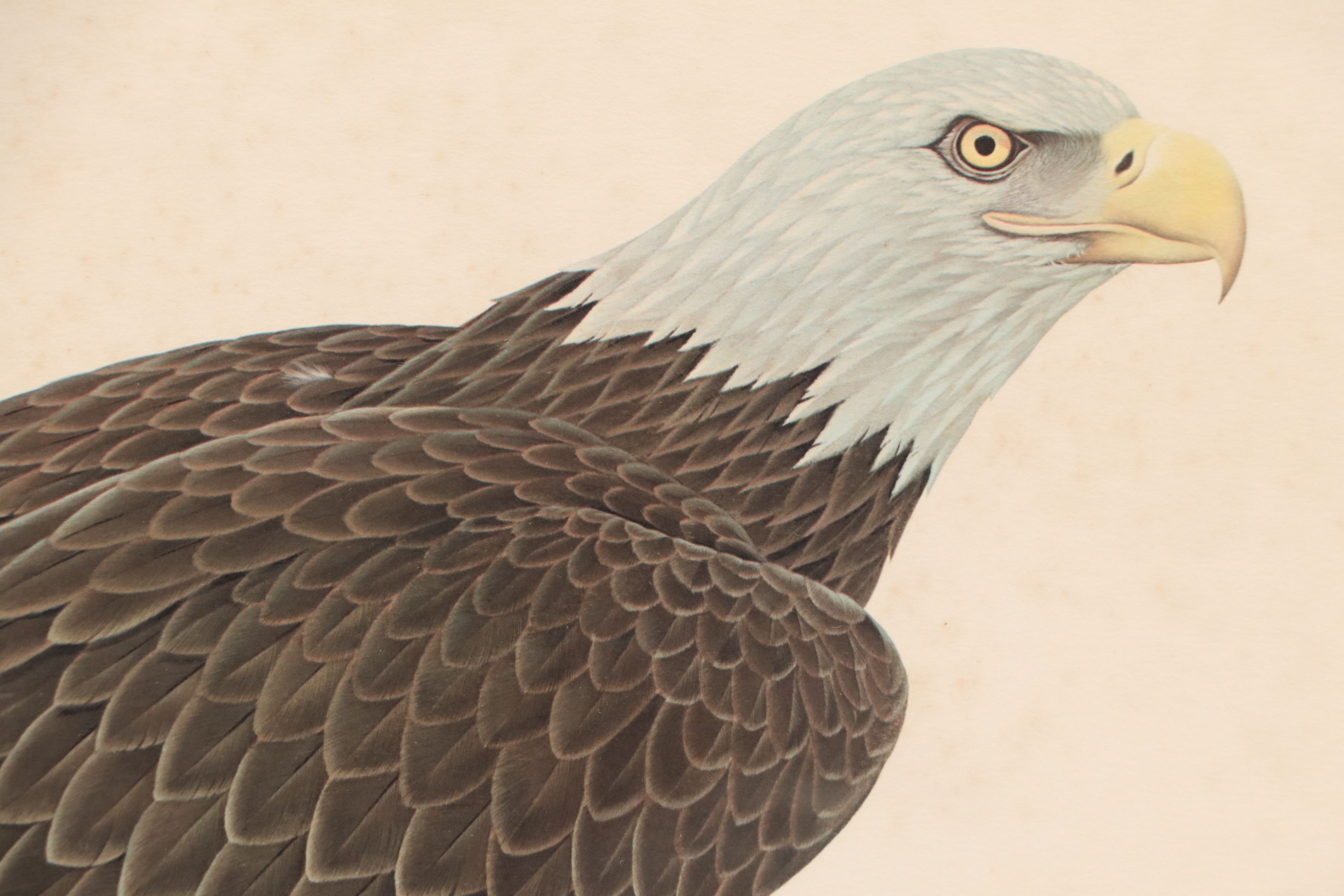 John A. Ruthven Offset Lithograph "Bald Eagle," Late 20th Century