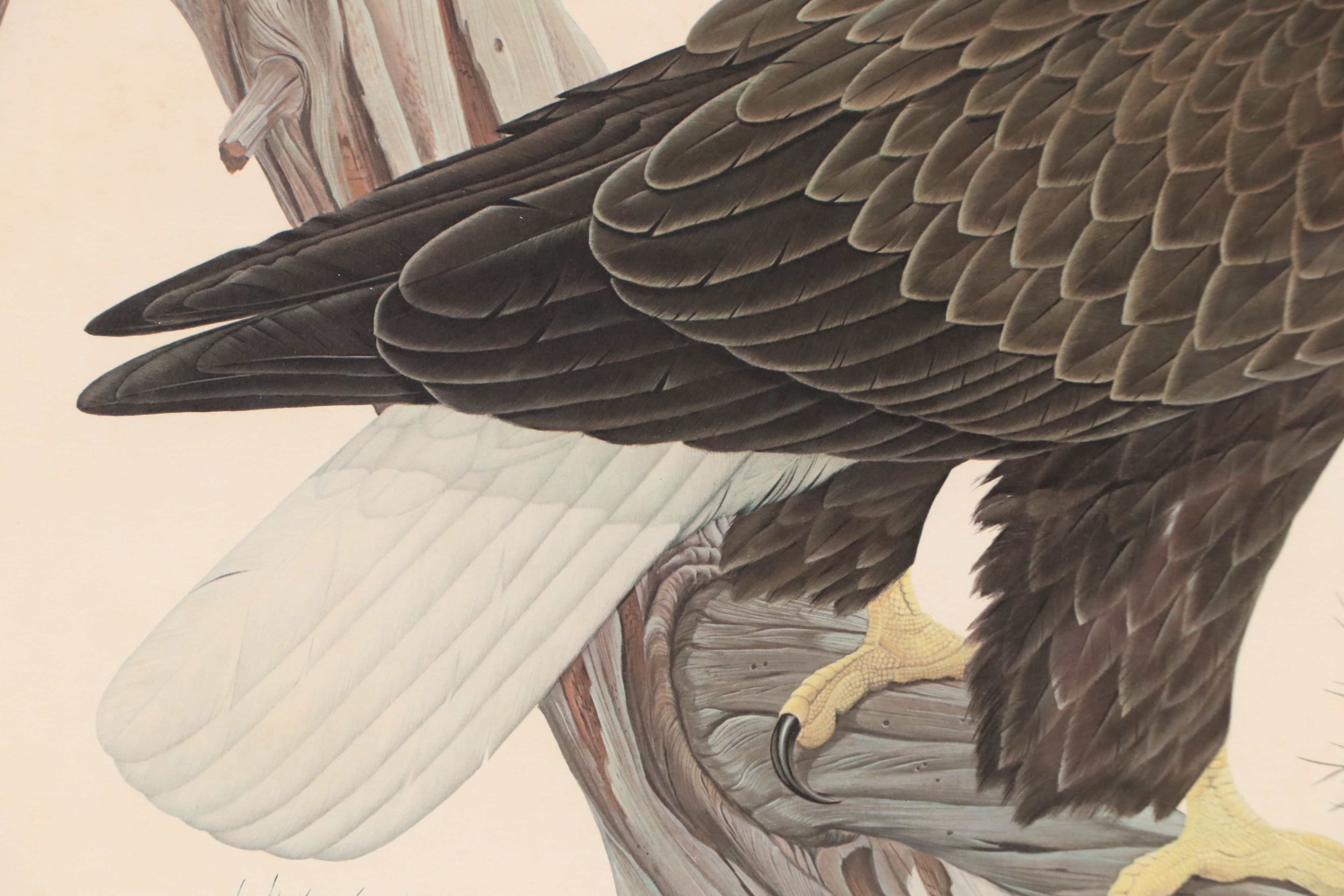 John A. Ruthven Offset Lithograph "Bald Eagle," Late 20th Century