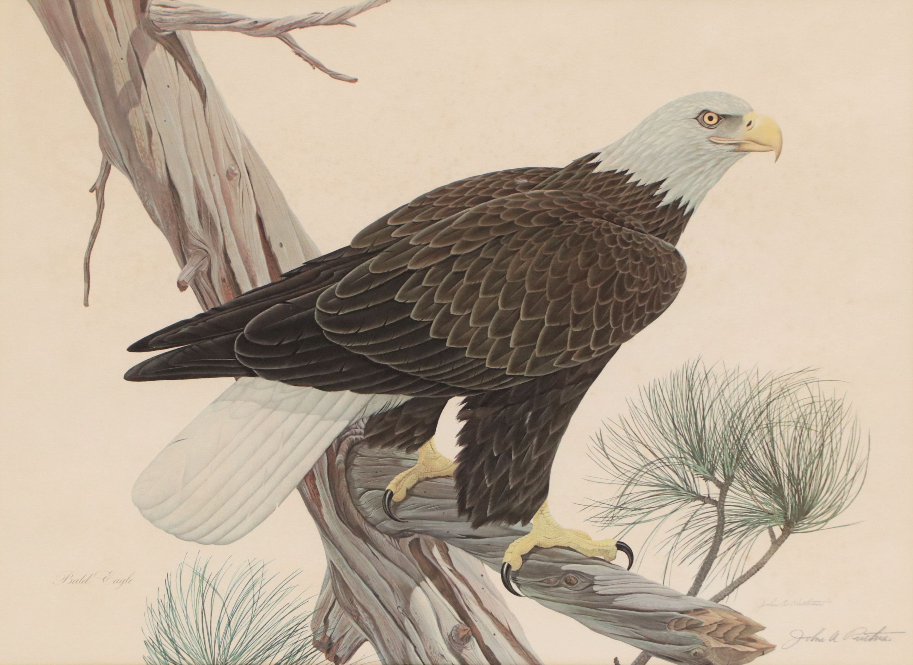 John A. Ruthven Offset Lithograph "Bald Eagle," Late 20th Century
