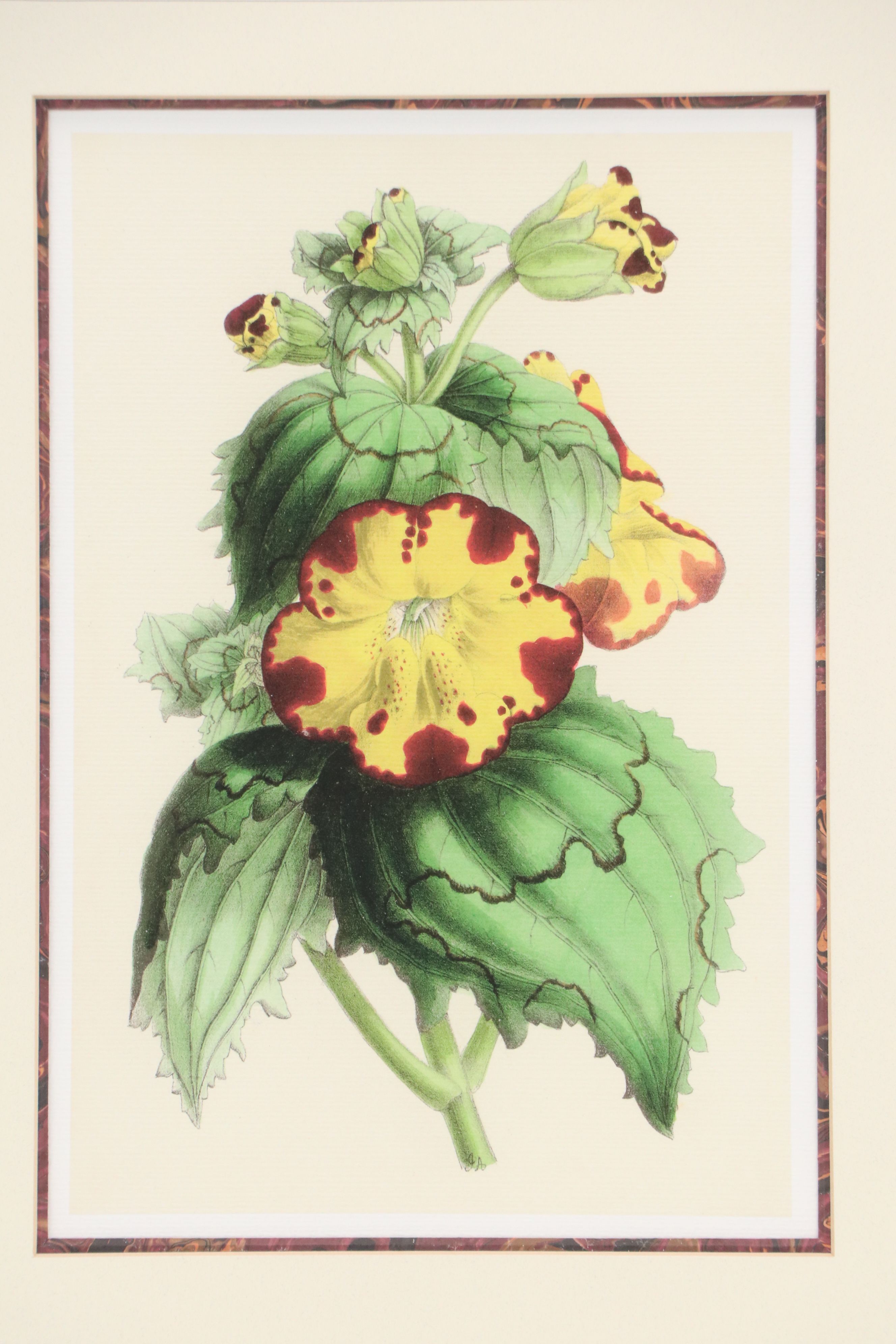 Botanical Digital Prints After James Andrews, 21st Century