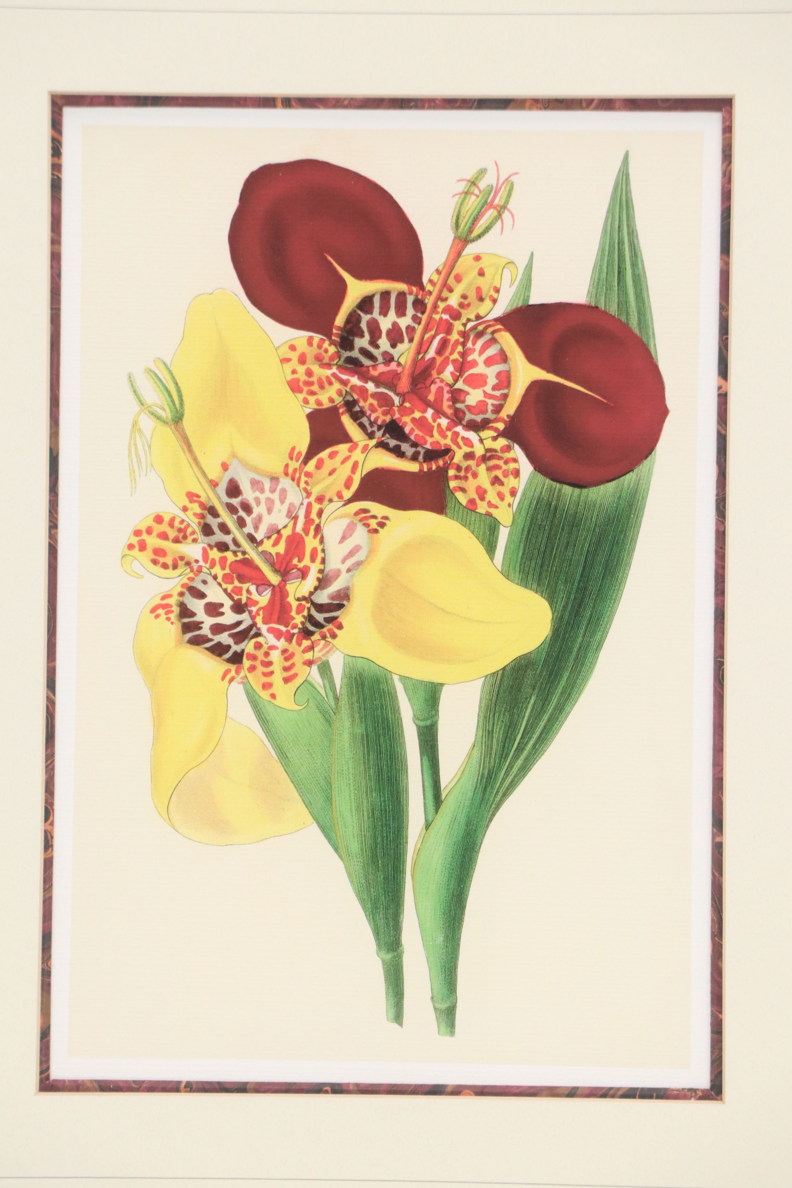 Botanical Digital Prints After James Andrews, 21st Century