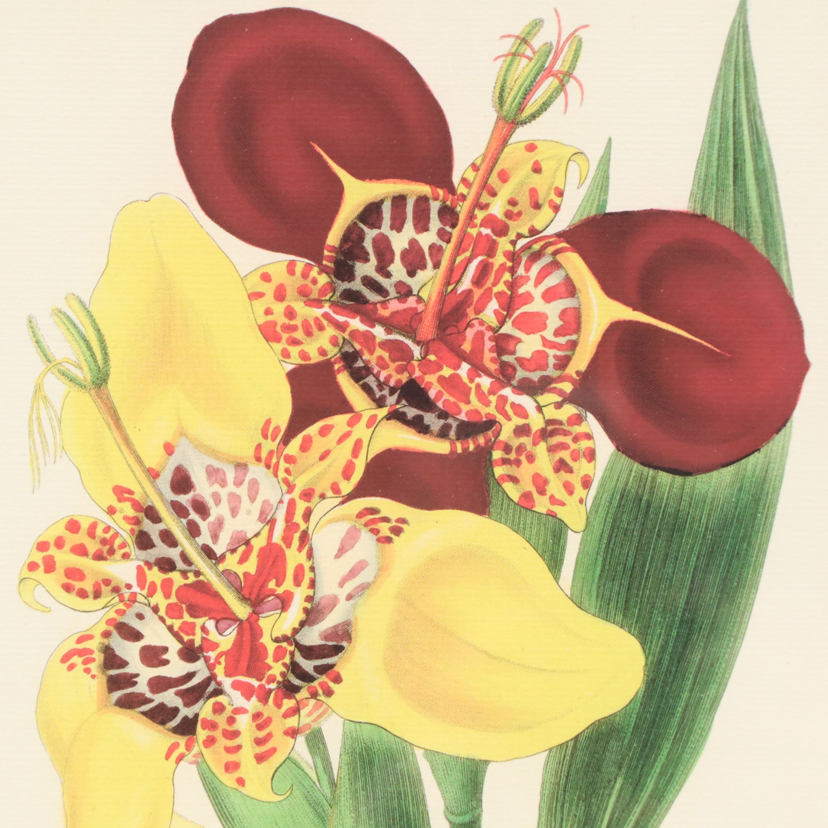 Botanical Digital Prints After James Andrews, 21st Century