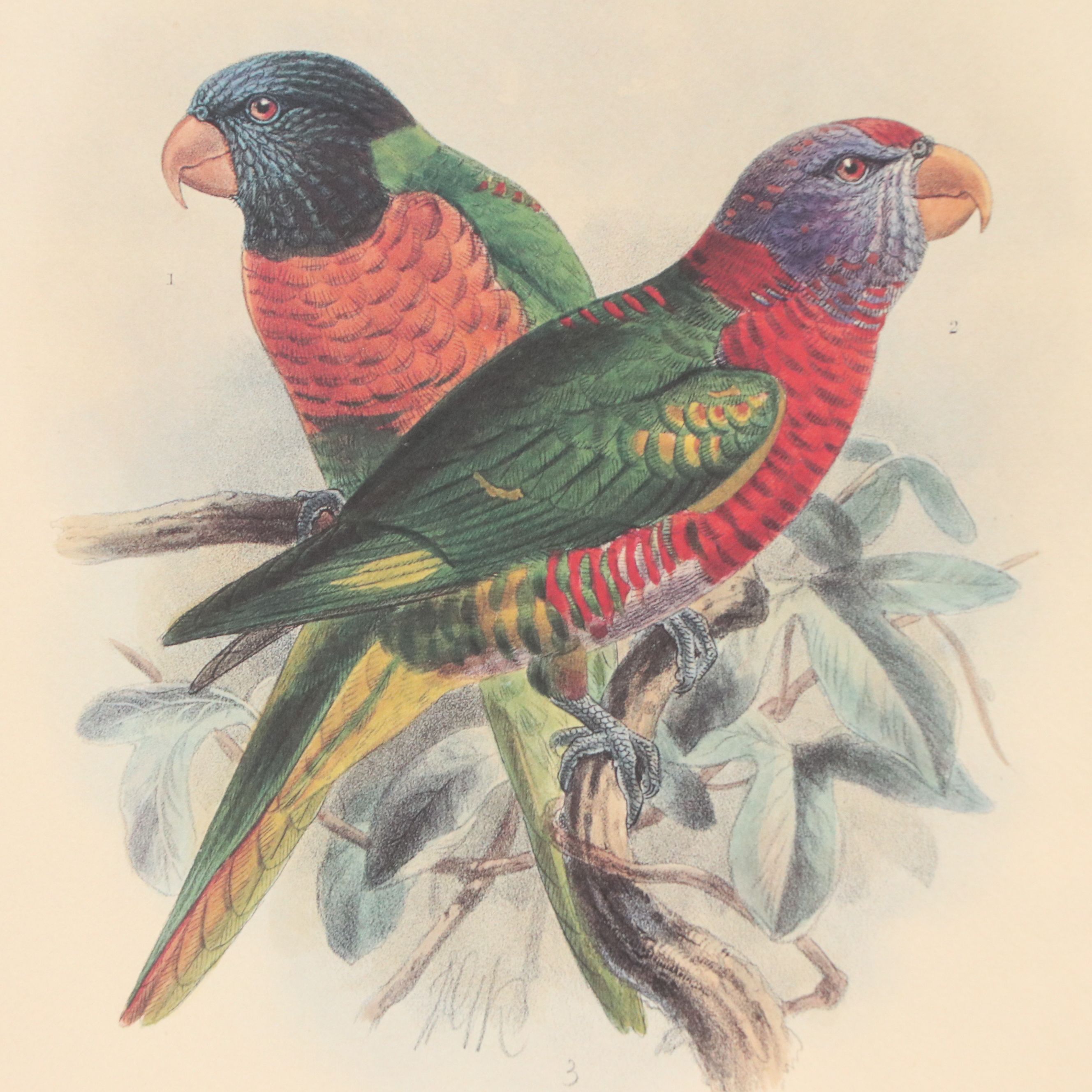 Offset Lithograph of Parrots After John Gerrard Keulemans, 21st Century