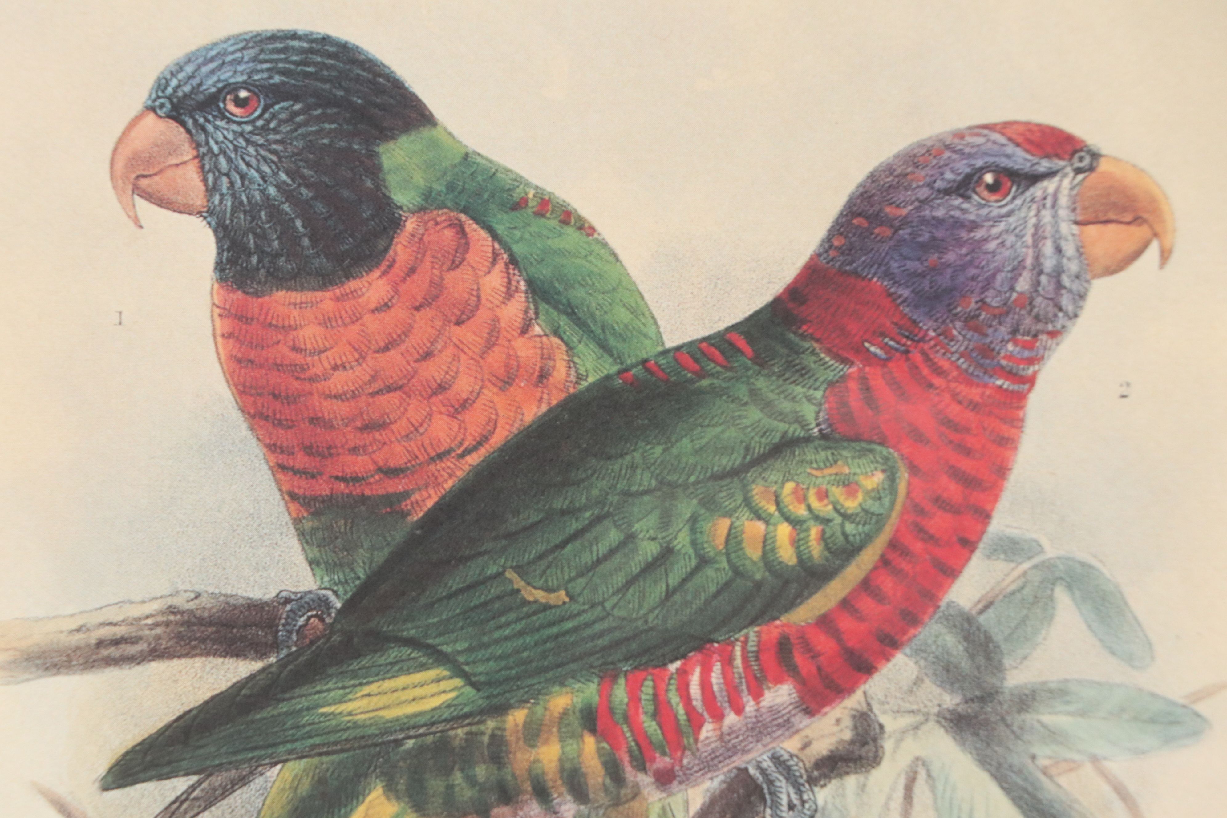 Offset Lithograph of Parrots After John Gerrard Keulemans, 21st Century