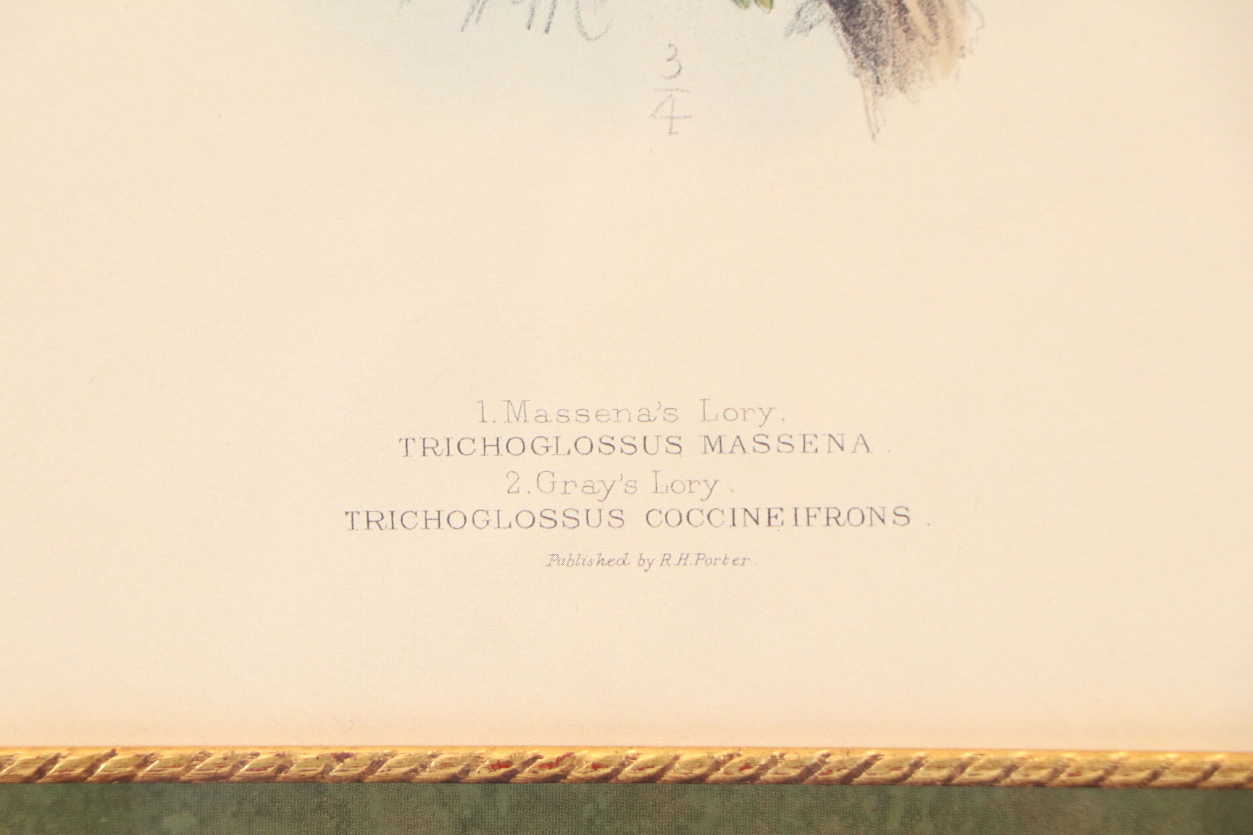 Offset Lithograph of Parrots After John Gerrard Keulemans, 21st Century