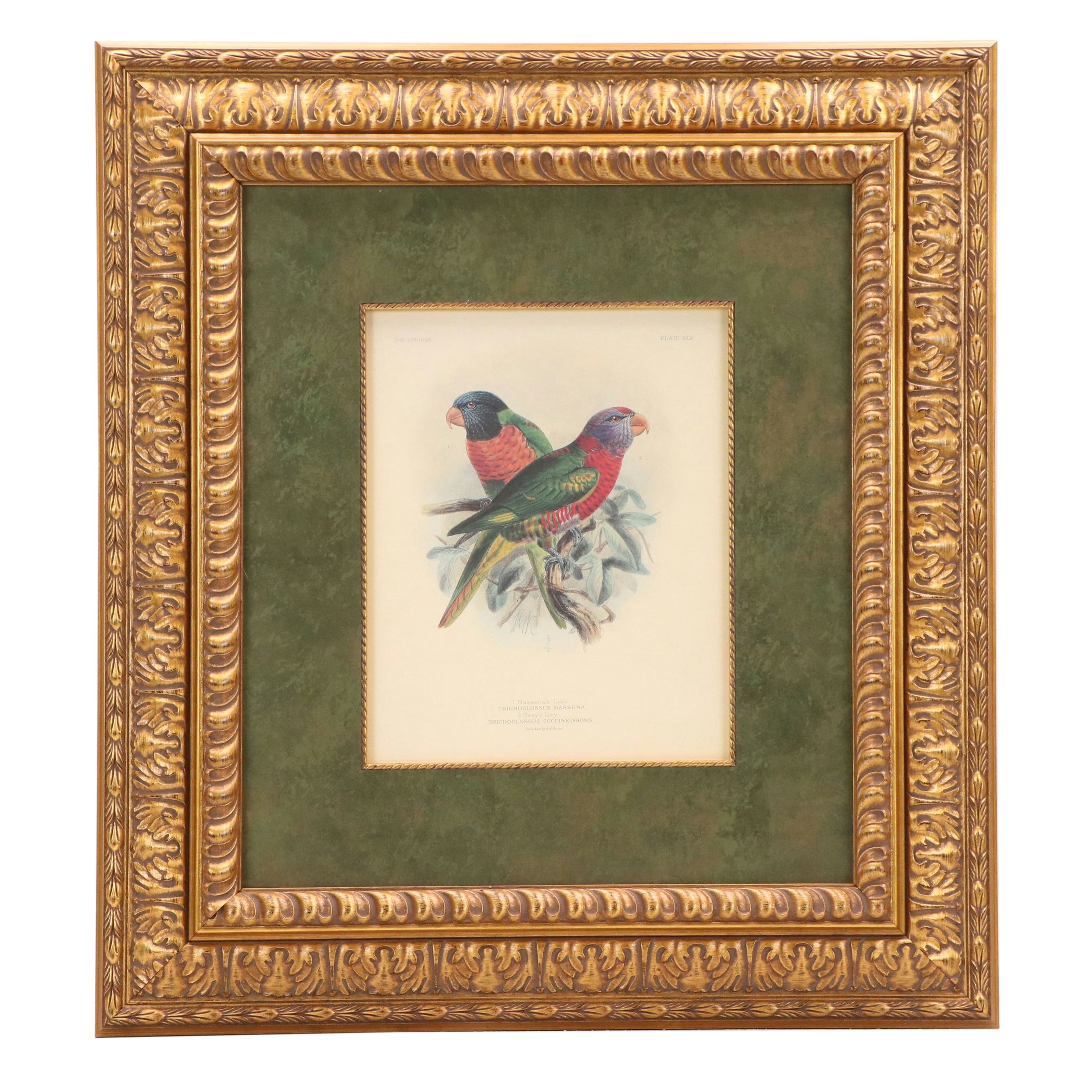 Offset Lithograph of Parrots After John Gerrard Keulemans, 21st Century