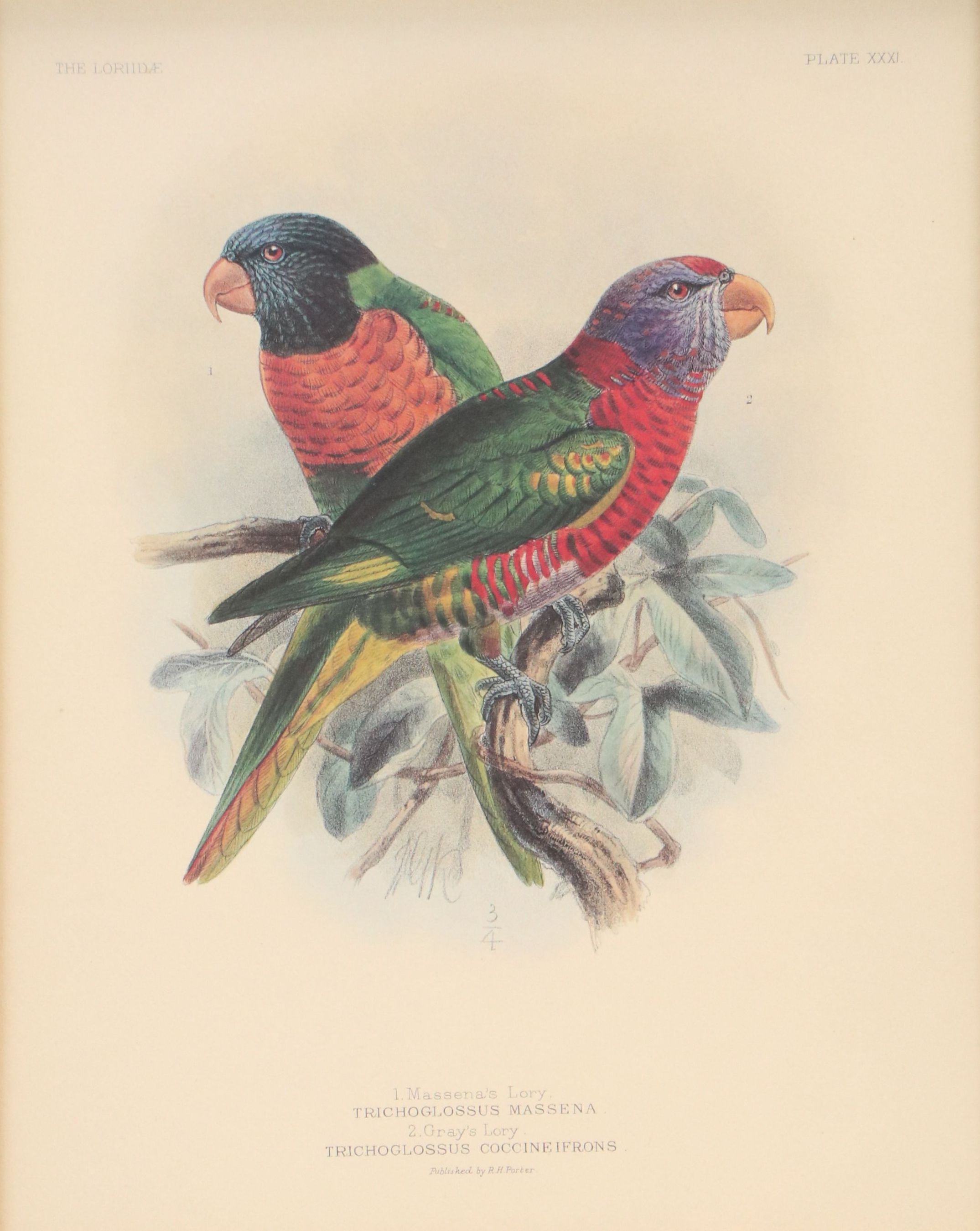 Offset Lithograph of Parrots After John Gerrard Keulemans, 21st Century
