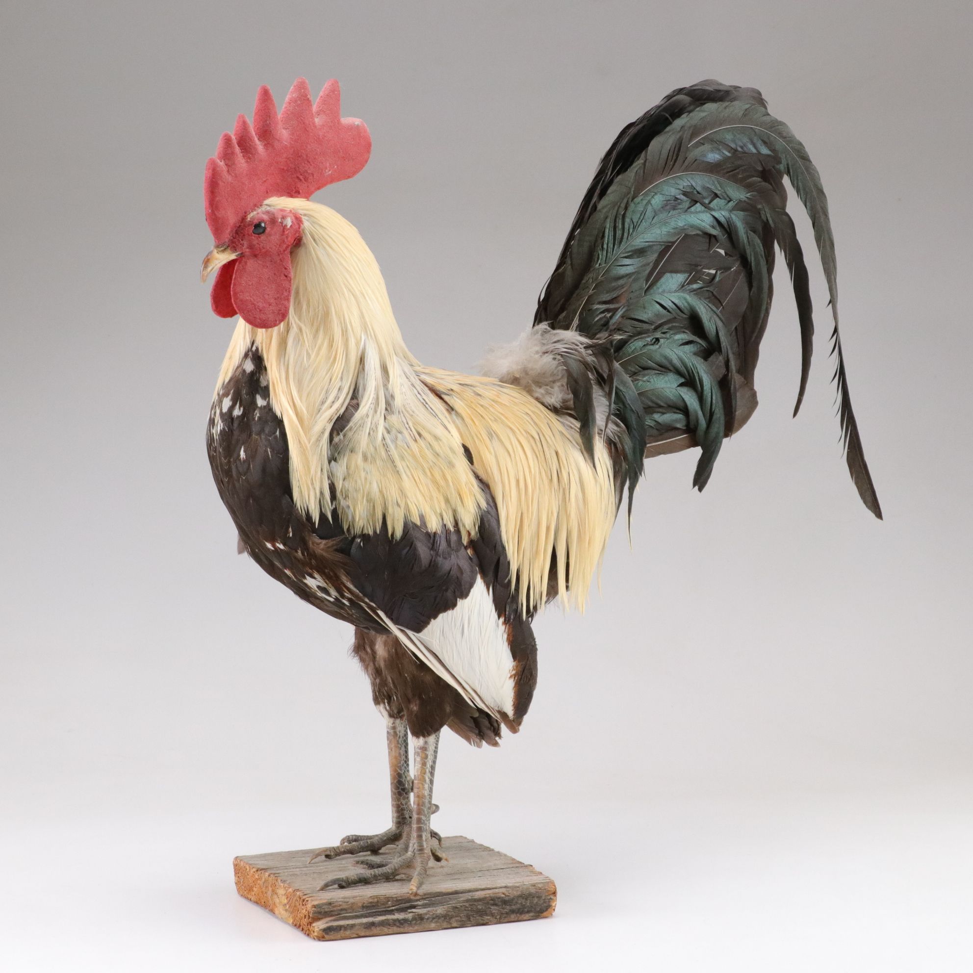 Taxidermy Bantam Rooster Full Body Mount on Wood Base