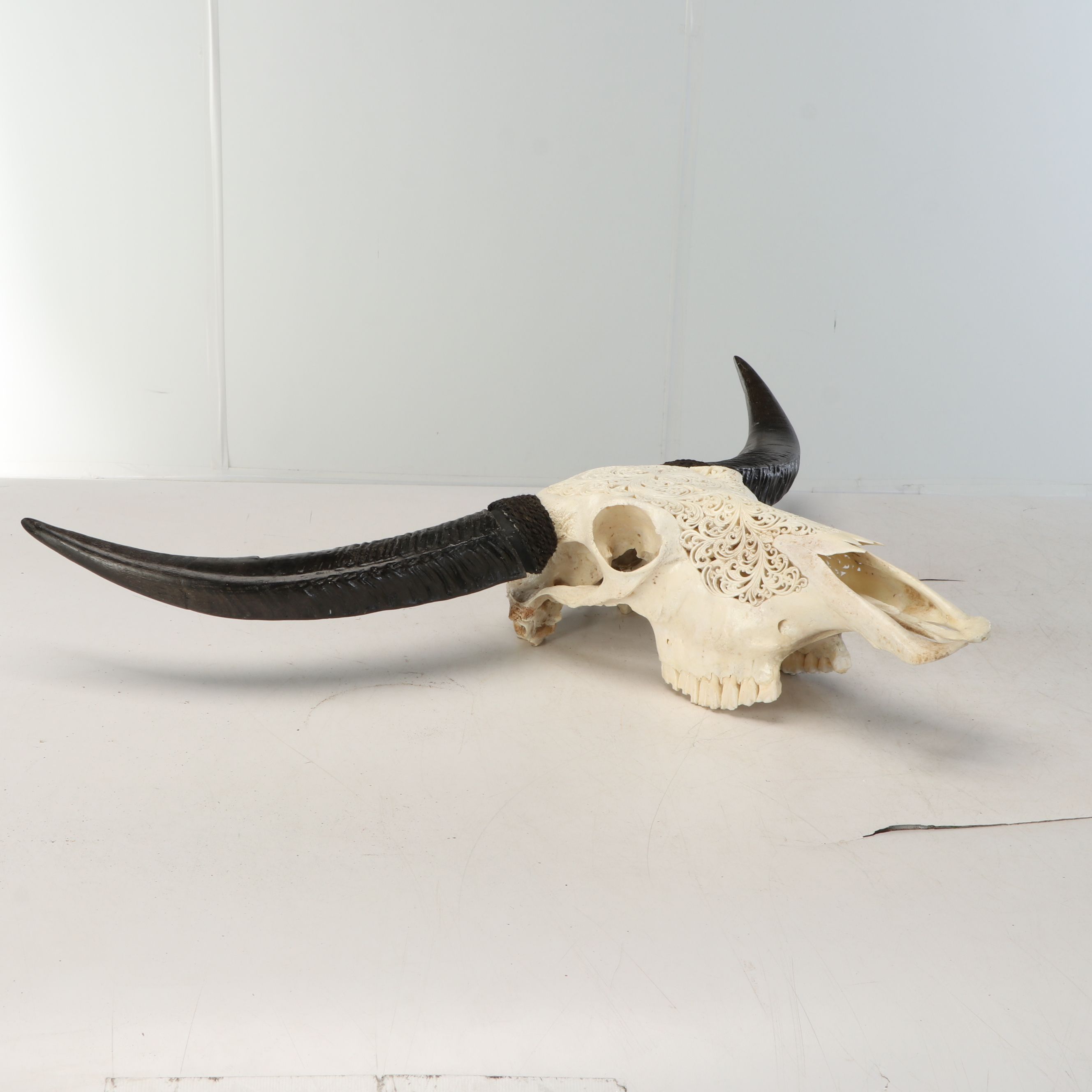 Taxidermy Hand-Carved Water Buffalo Skull with Horns