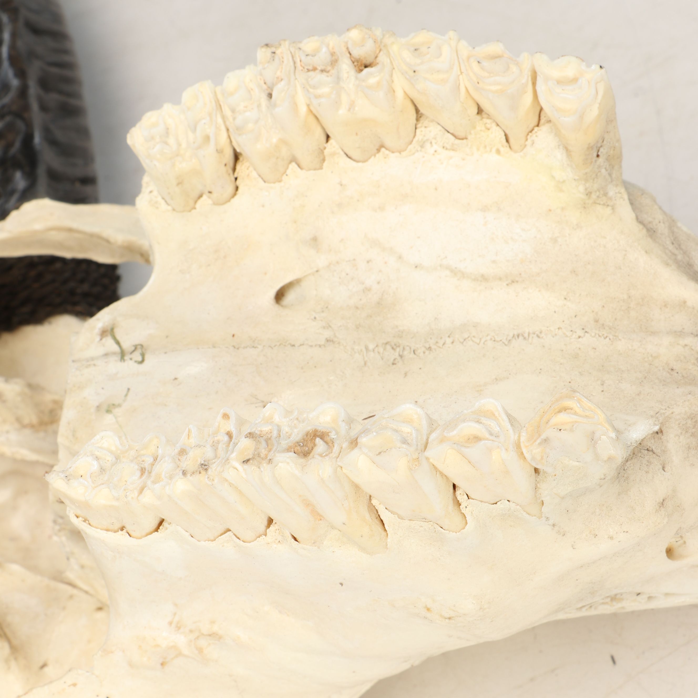 Taxidermy Hand-Carved Water Buffalo Skull with Horns