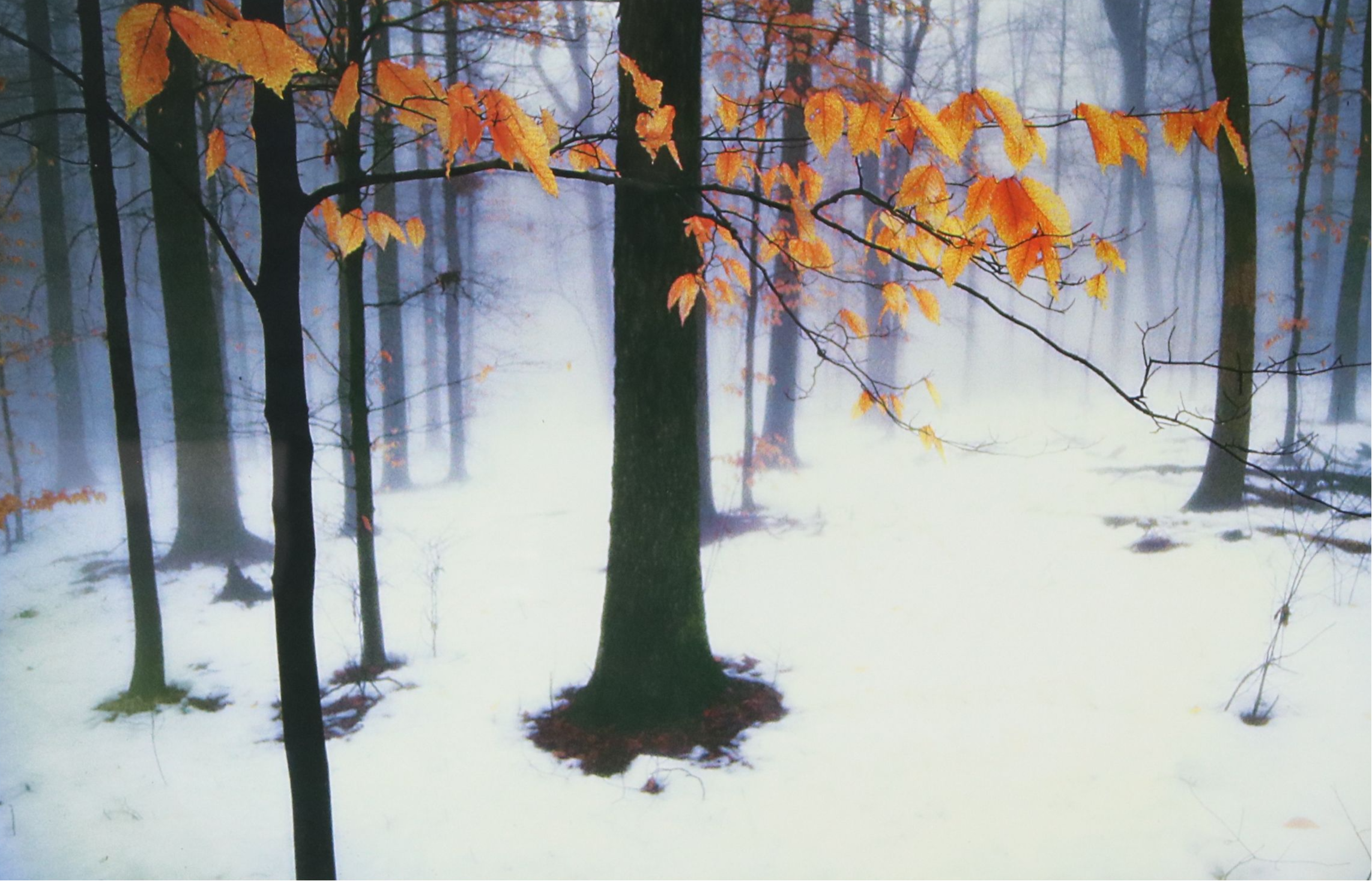 Snowy Forest Landscape Giclee, 21st Century