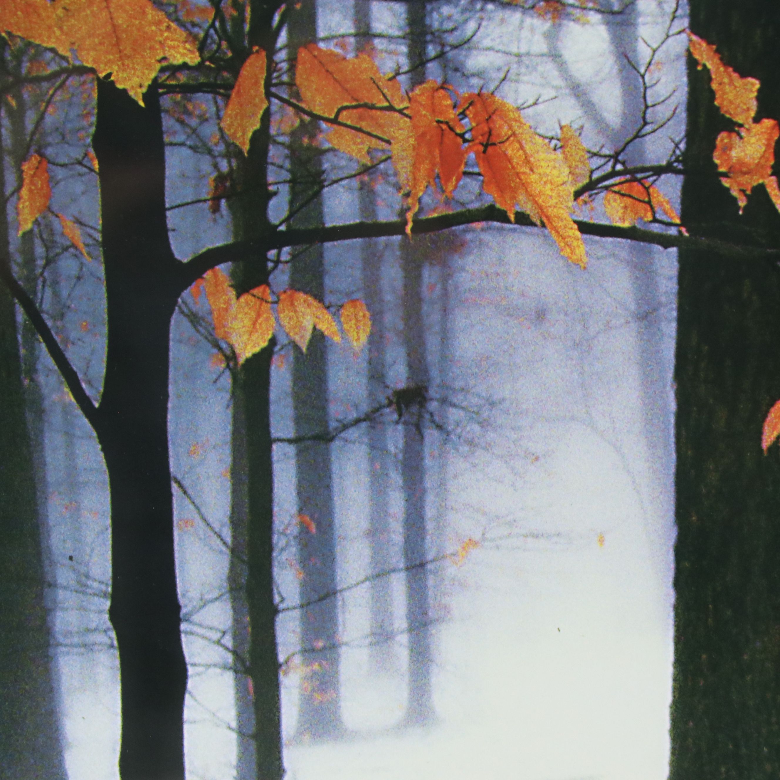 Snowy Forest Landscape Giclee, 21st Century