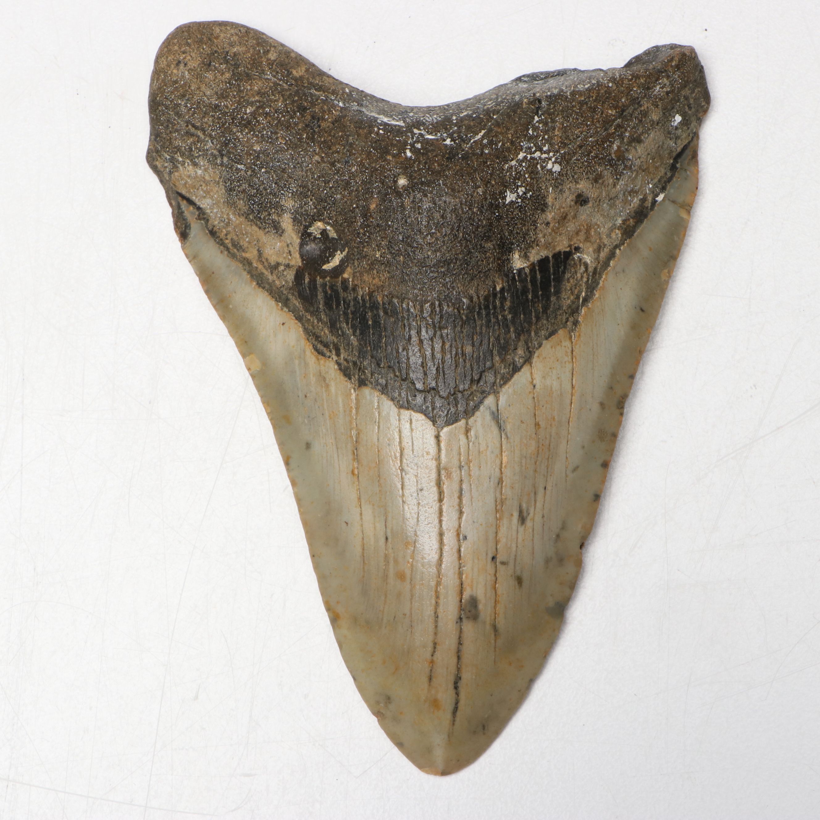 Megalodon Fossil Tooth