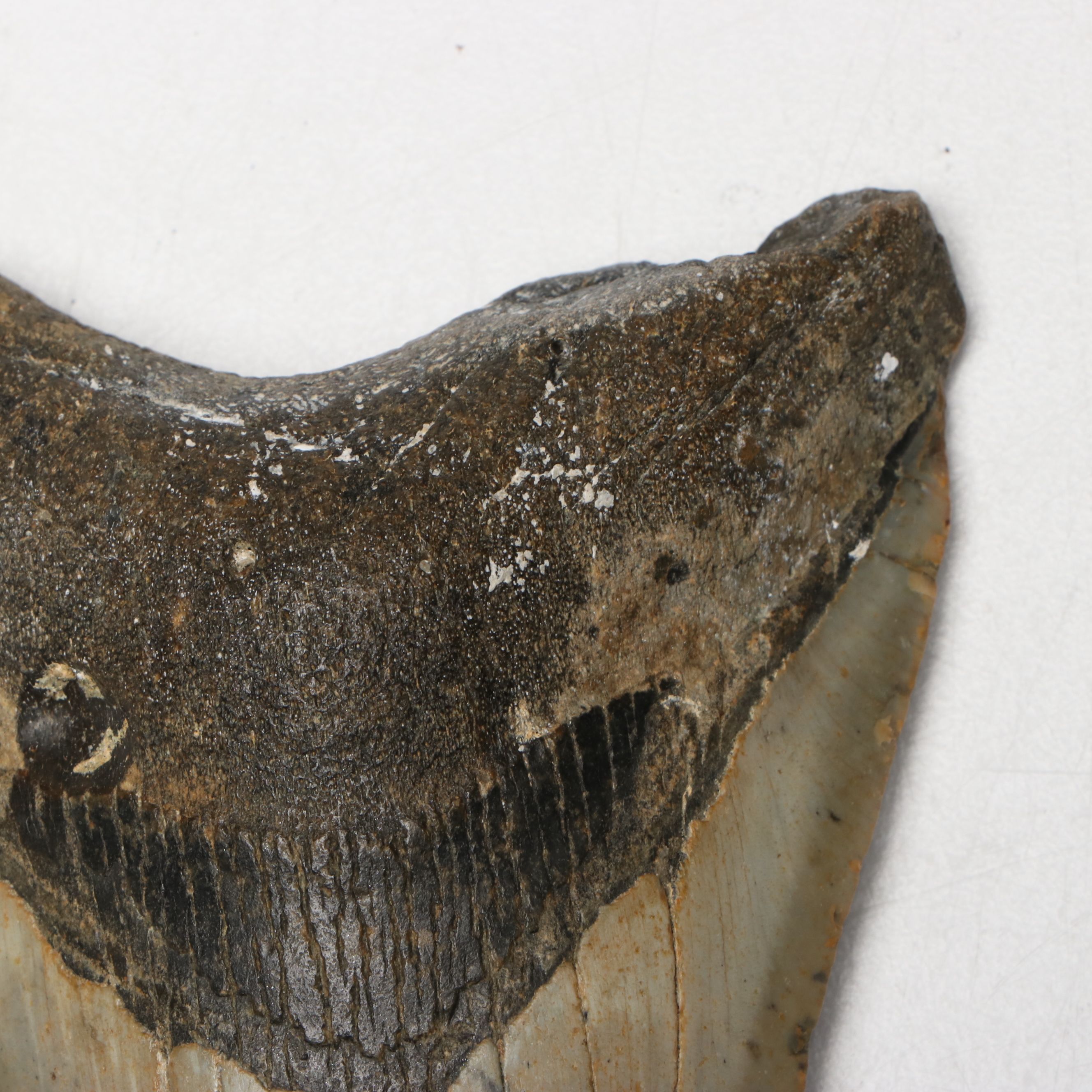 Megalodon Fossil Tooth