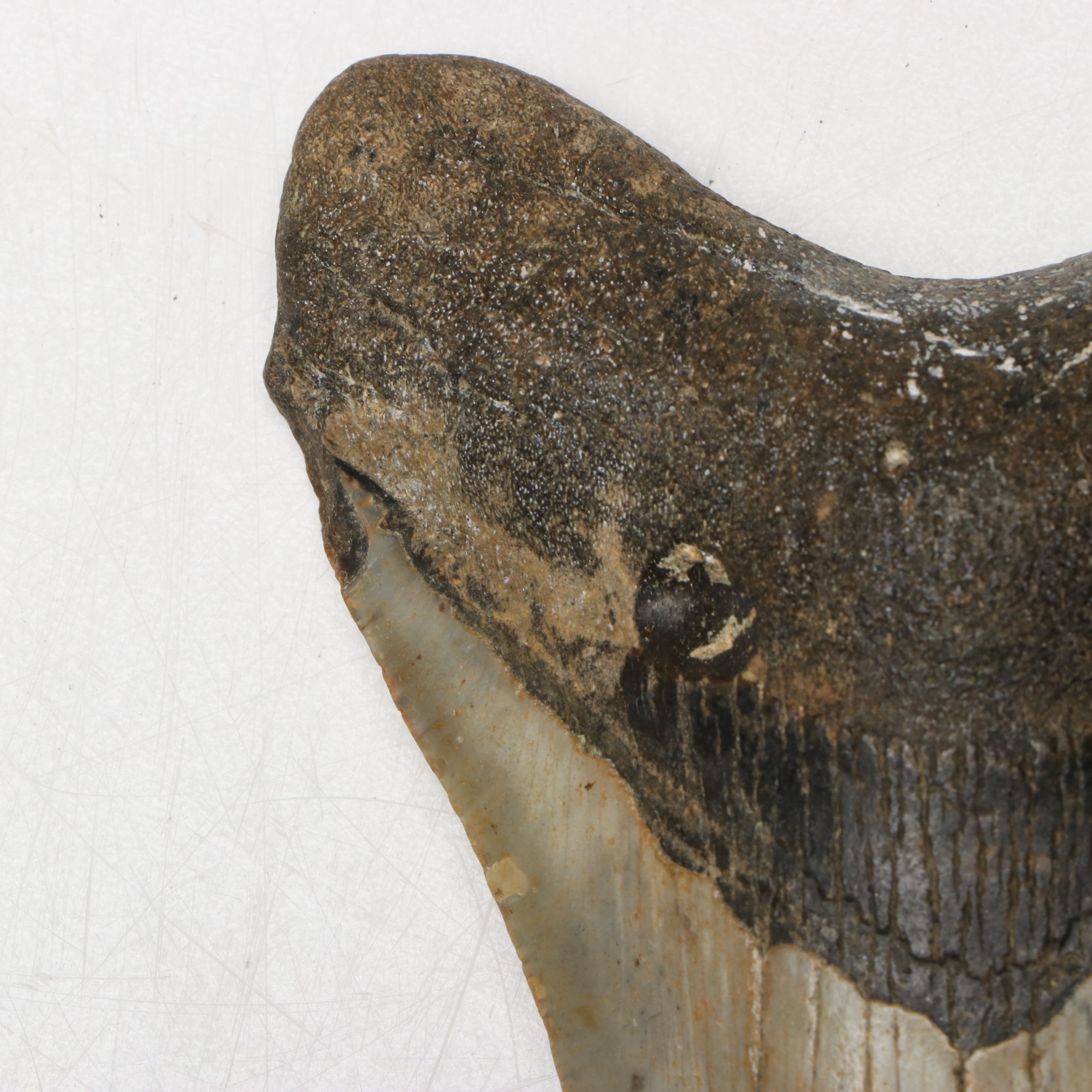 Megalodon Fossil Tooth