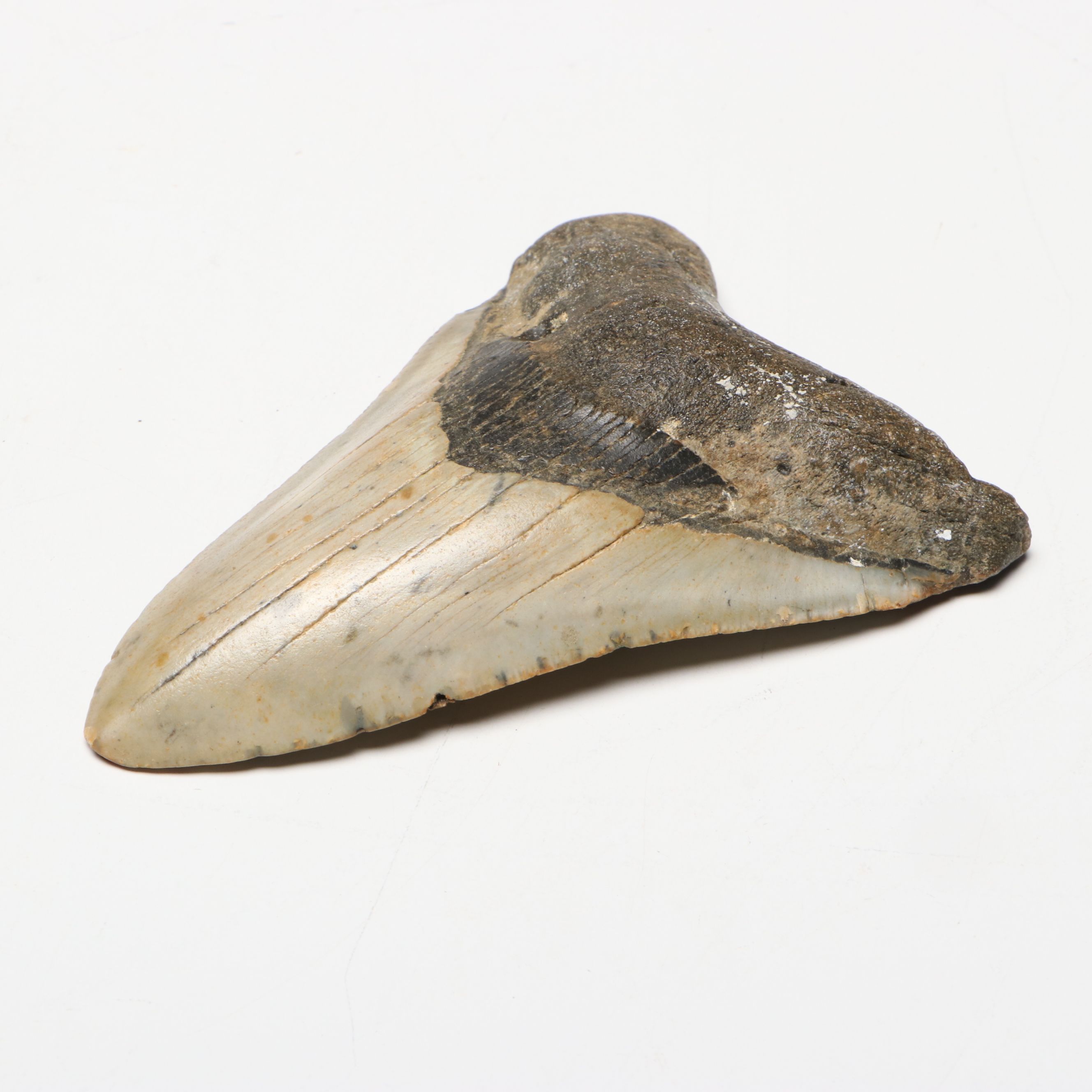 Megalodon Fossil Tooth