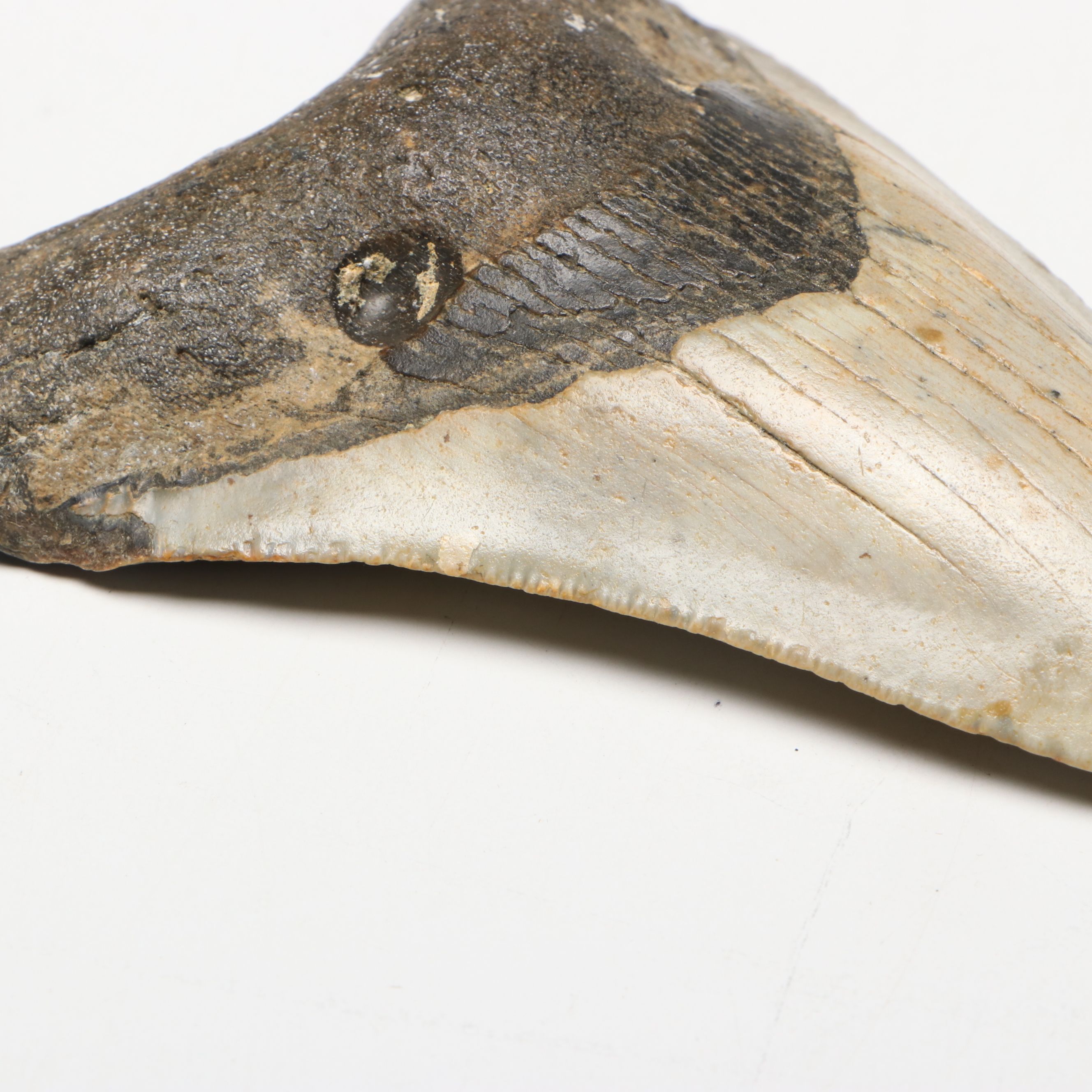 Megalodon Fossil Tooth