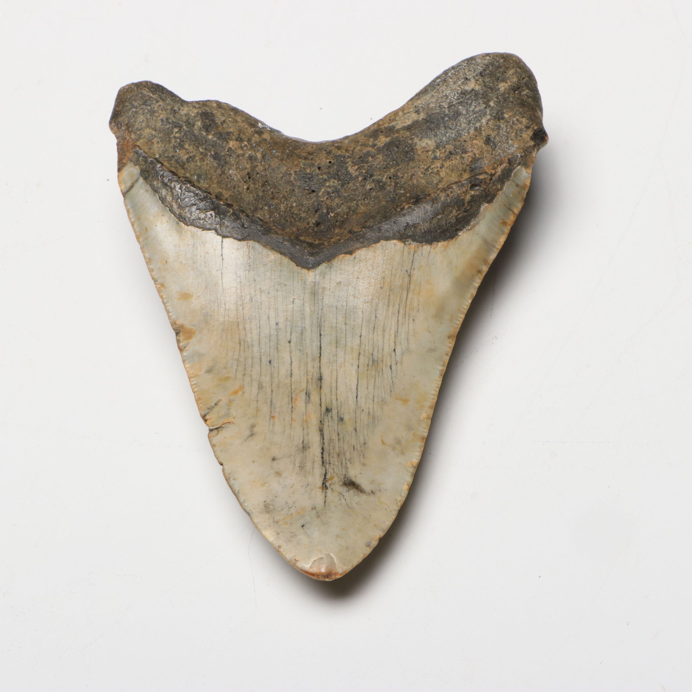 Megalodon Fossil Tooth