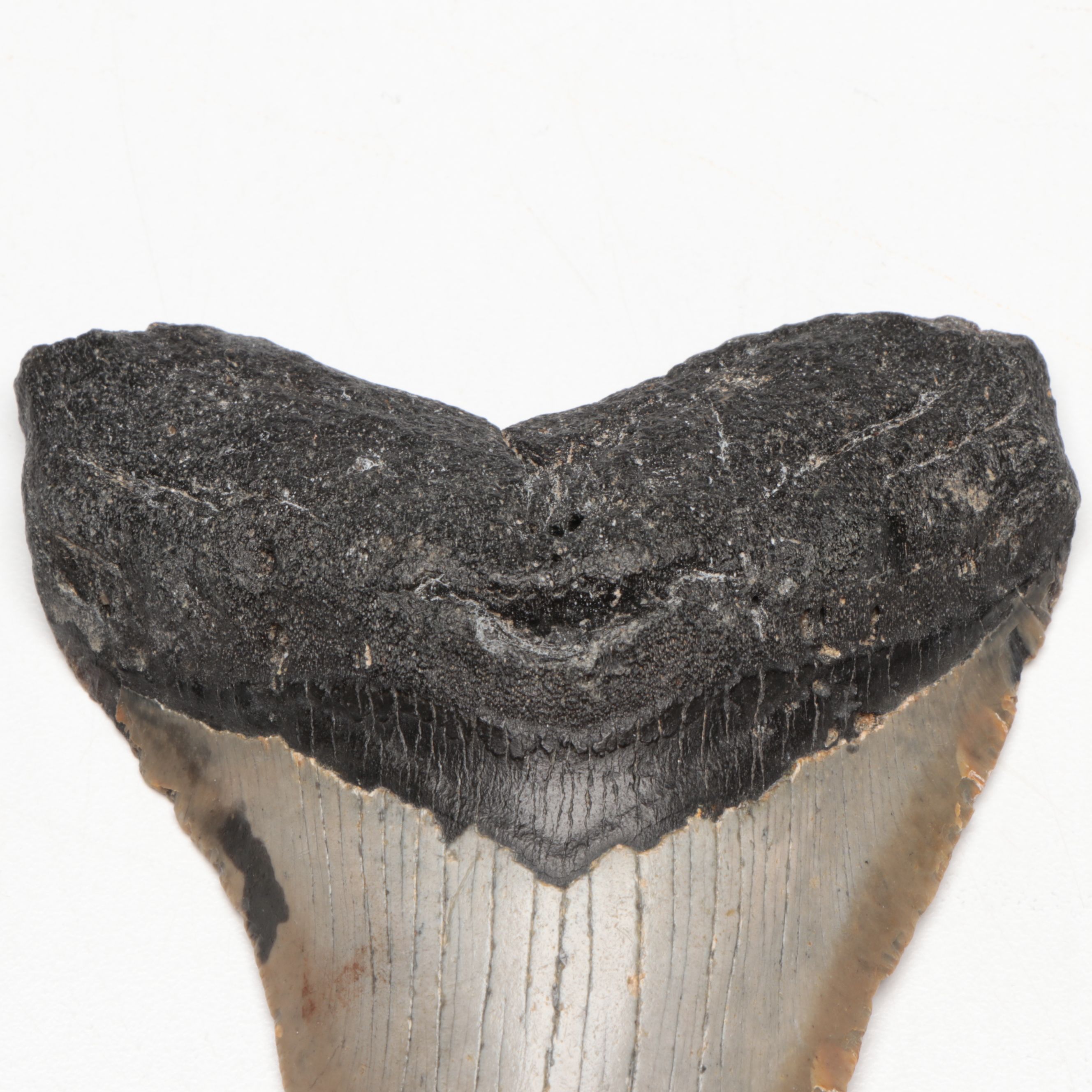 Megalodon Fossil Tooth