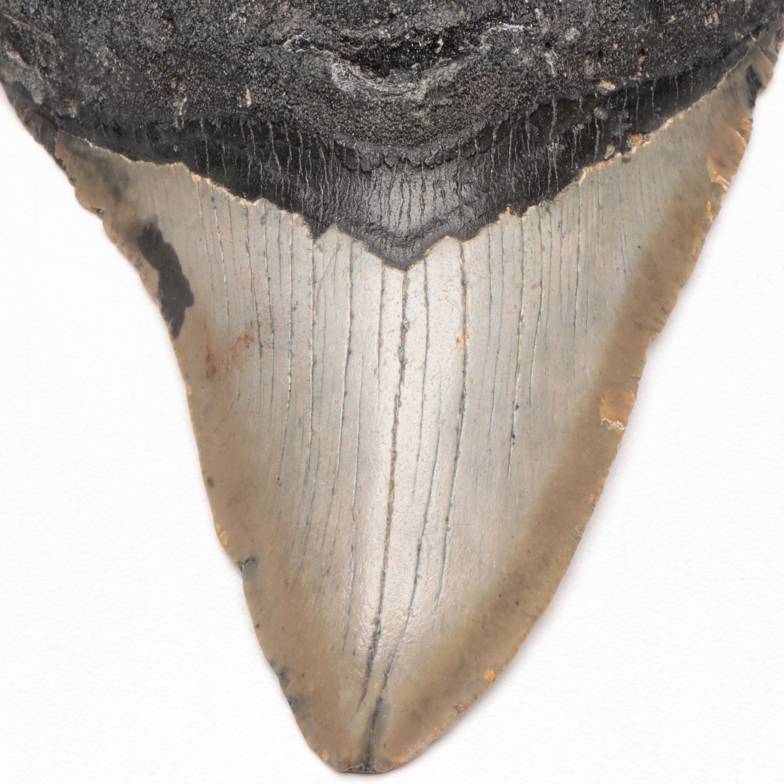 Megalodon Fossil Tooth