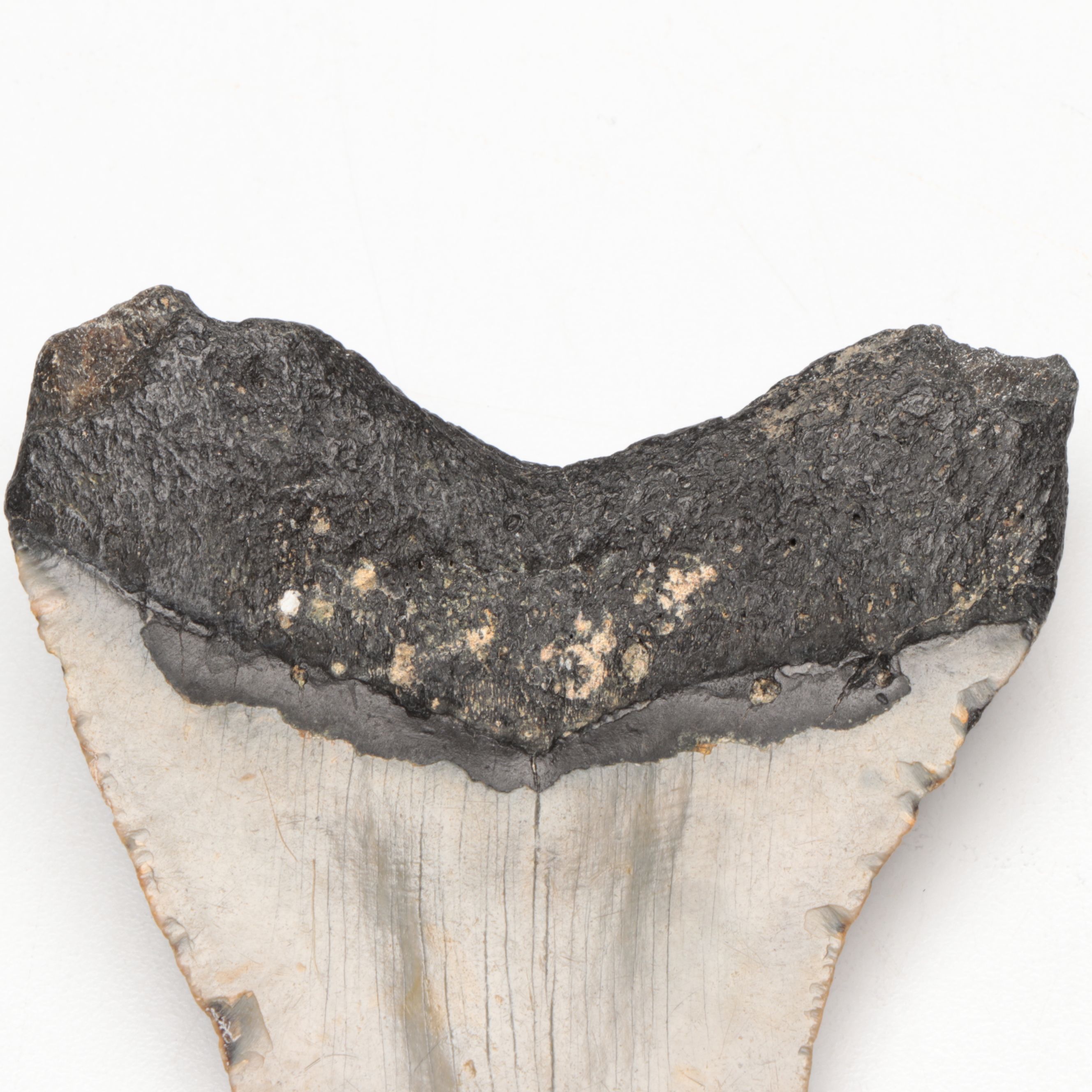 Megalodon Fossil Tooth