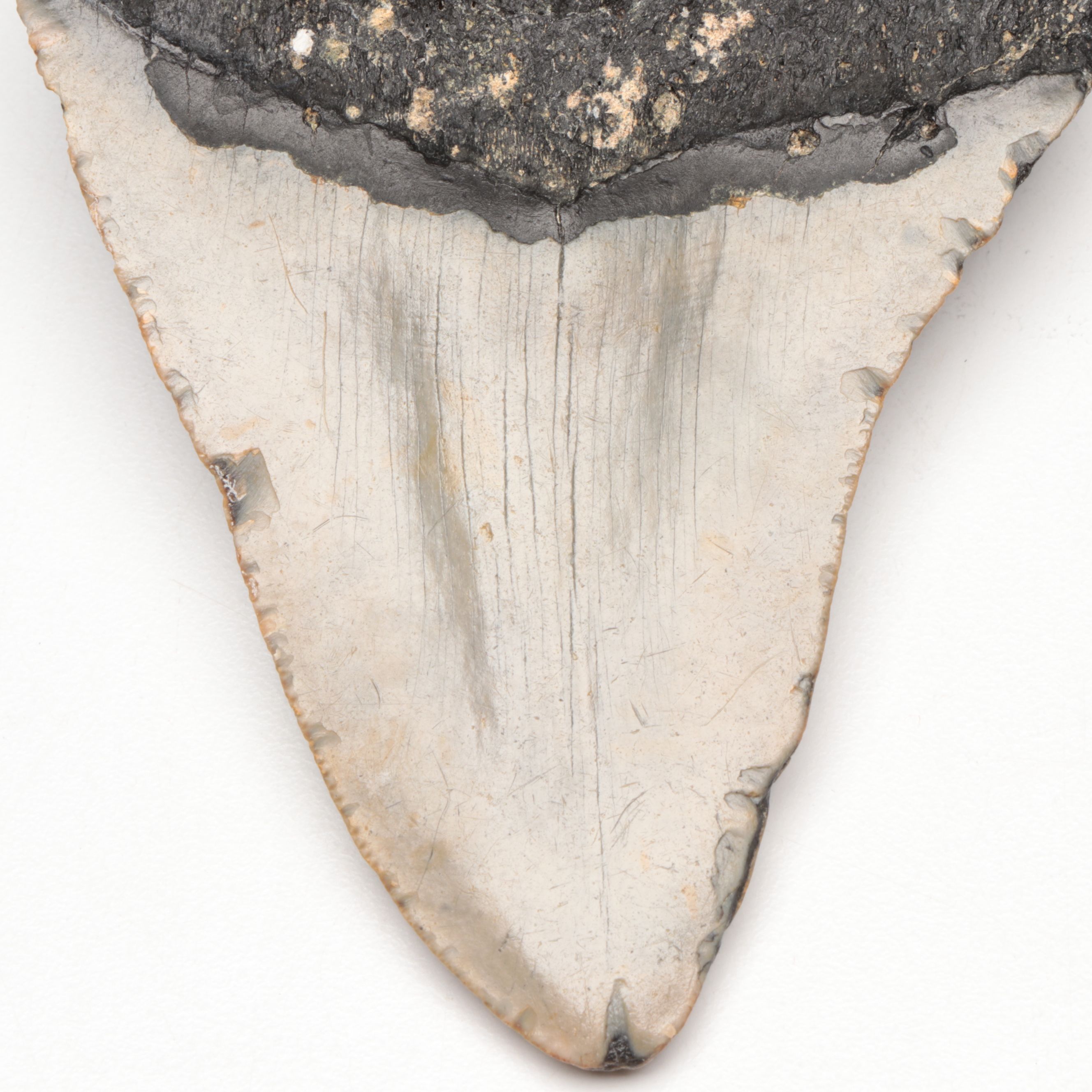 Megalodon Fossil Tooth
