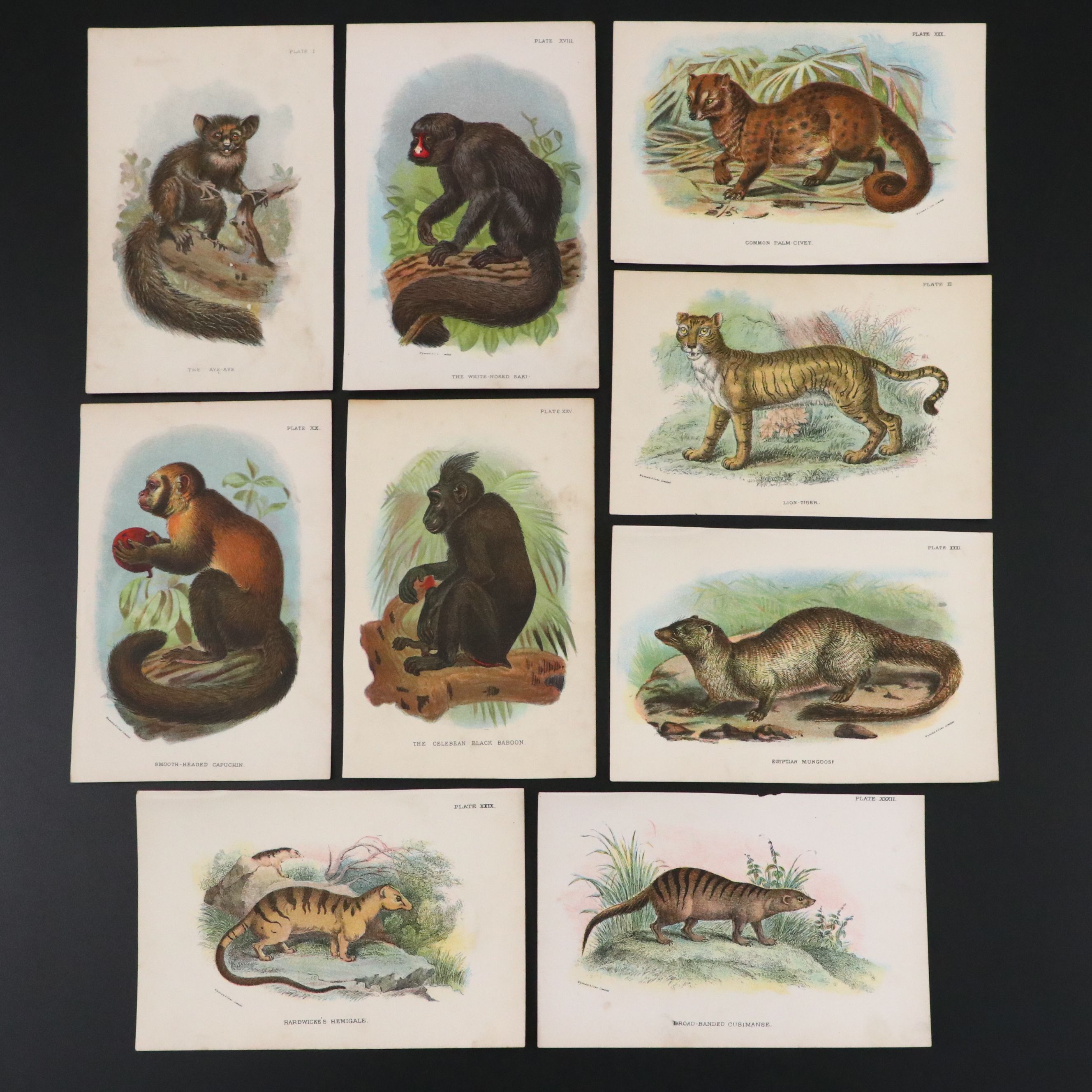 Wyman & Sons Ltd. "Lloyd's Natural History" Chromolithograph Plates, 19th C.